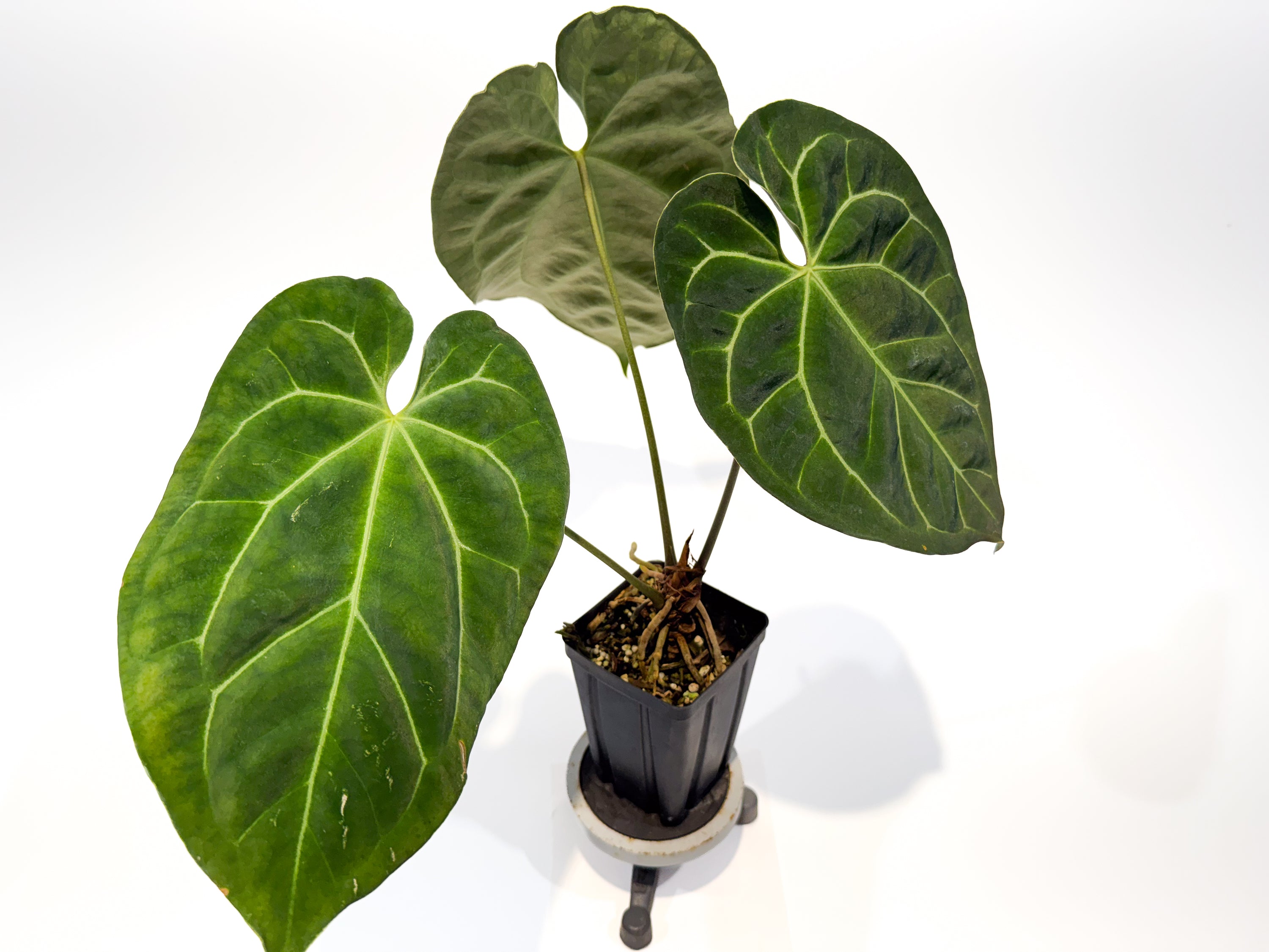 Anthurium Papillilaminum 'Ree Gardens' x Besseae AFF' (CS92)