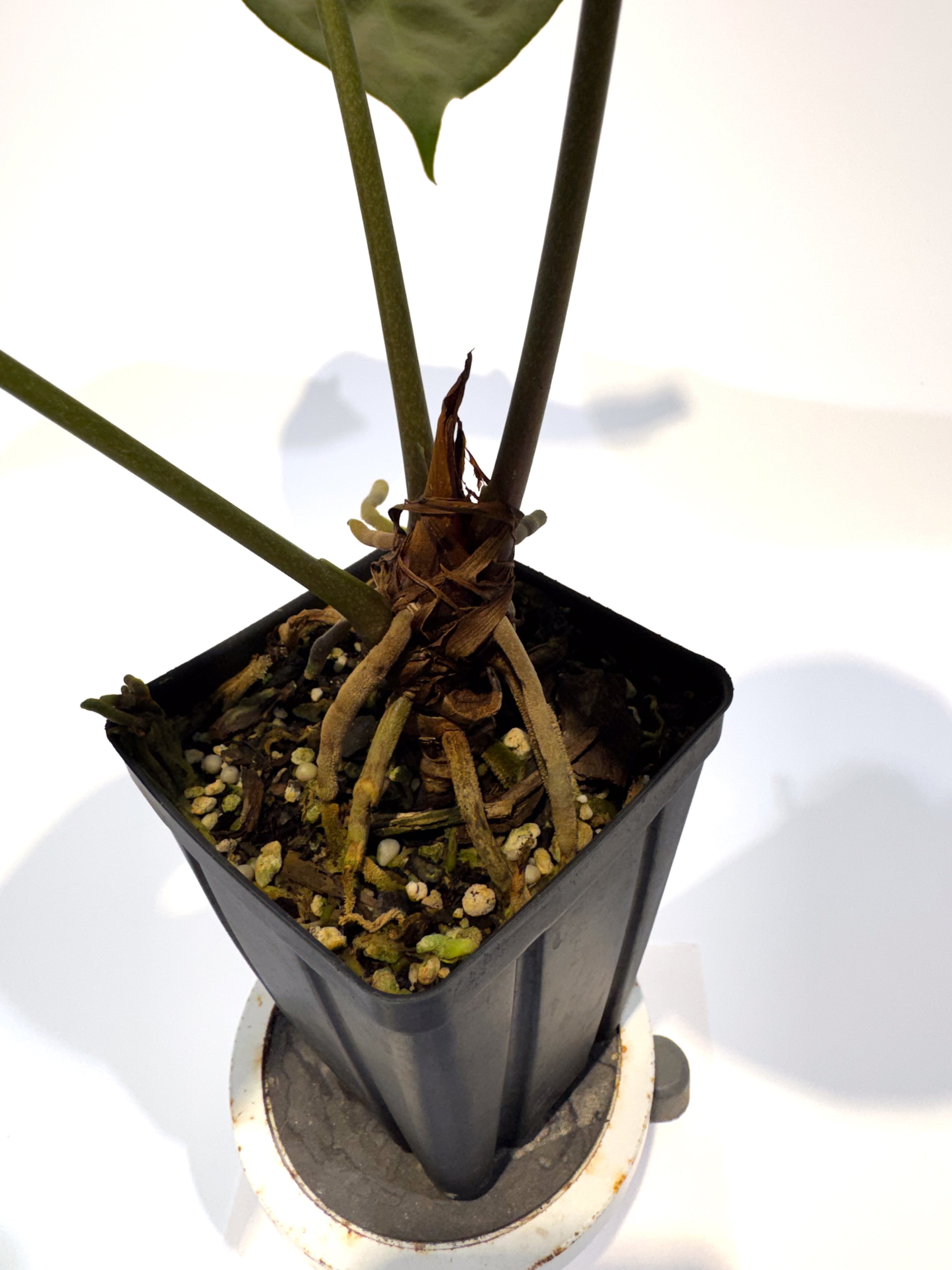 Anthurium Papillilaminum 'Ree Gardens' x Besseae AFF' (CS92)