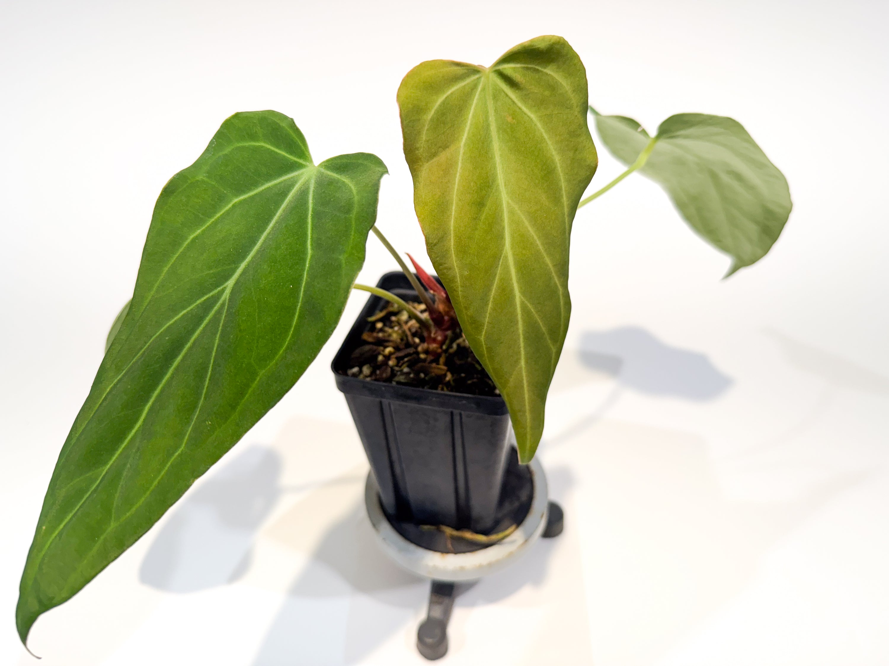 Anthurium 'Mike's Mag Pap Dark' x 'Tim Anderson Mag Pap Long' (CS93)