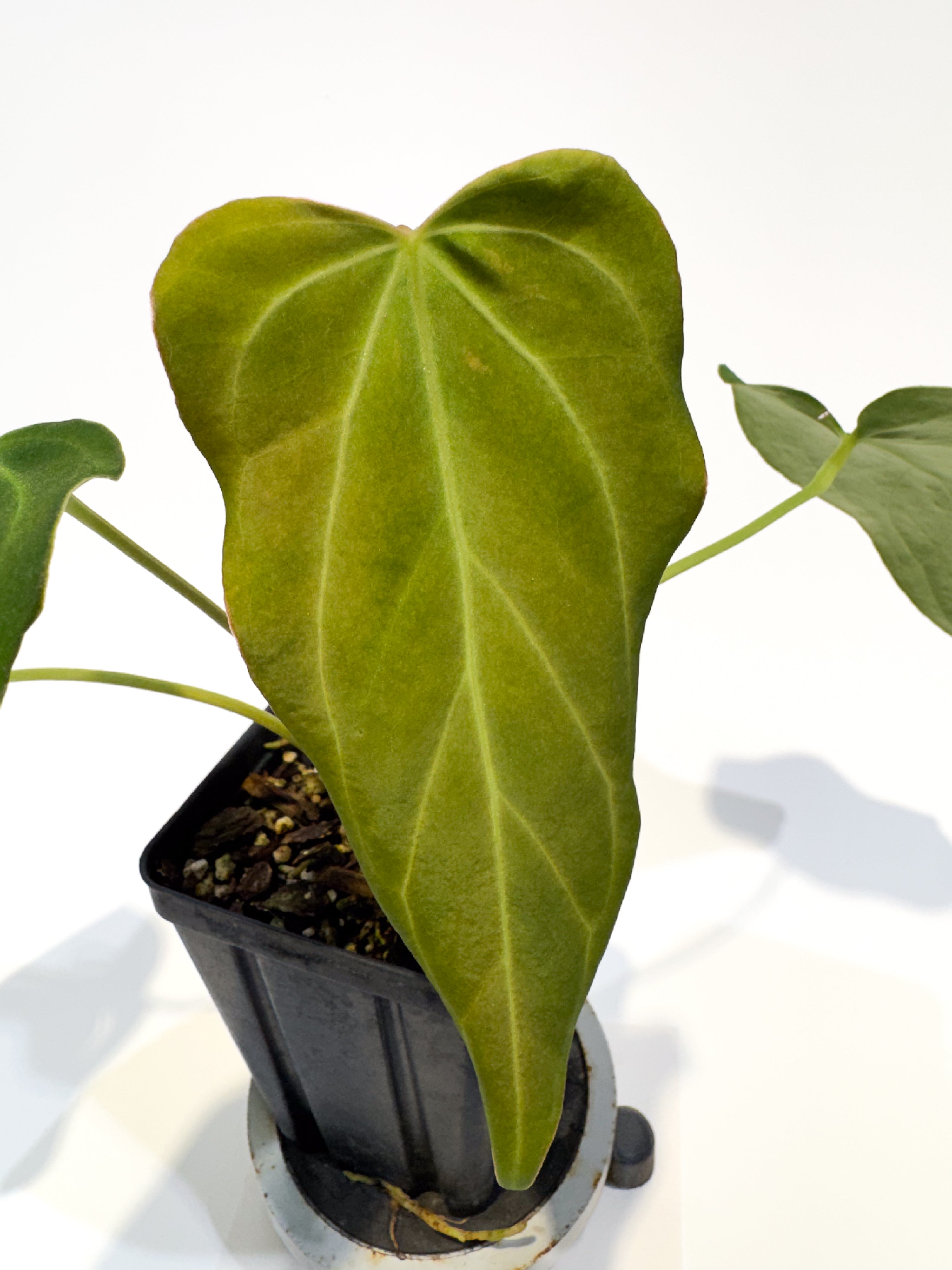 Anthurium 'Mike's Mag Pap Dark' x 'Tim Anderson Mag Pap Long' (CS93)