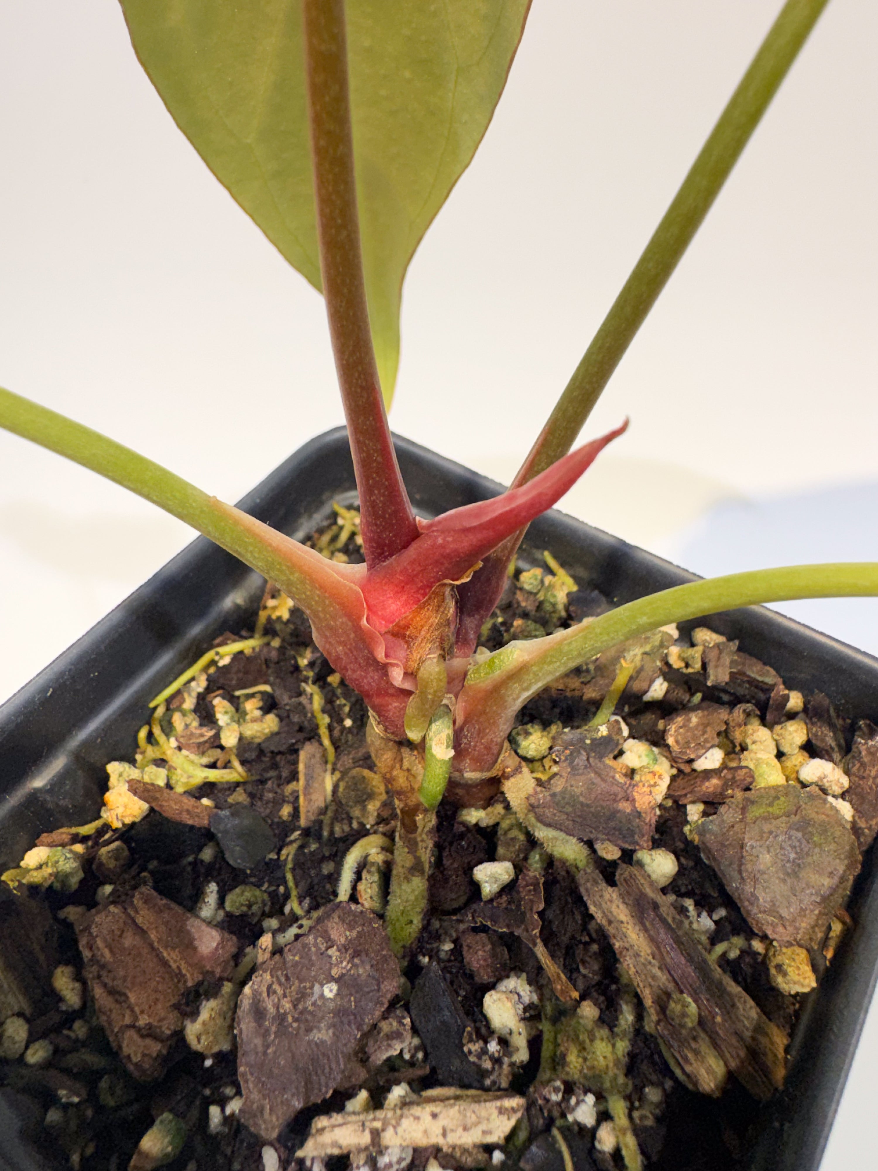 Anthurium 'Mike's Mag Pap Dark' x 'Tim Anderson Mag Pap Long' (CS93)