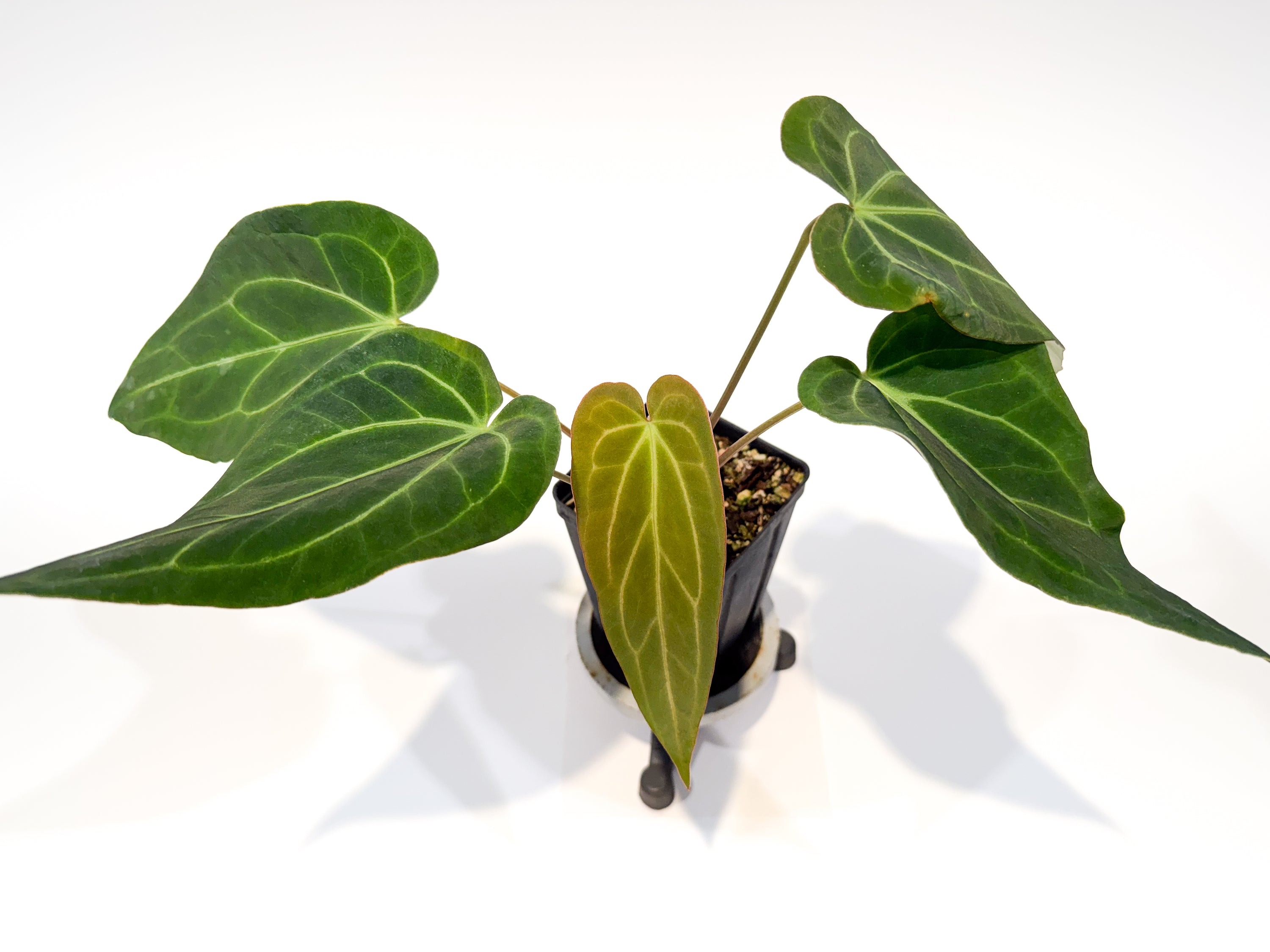 Anthurium 'Mike's Mag Pap Dark' x 'Tim Anderson Stripey Mag Pap' (CS94)