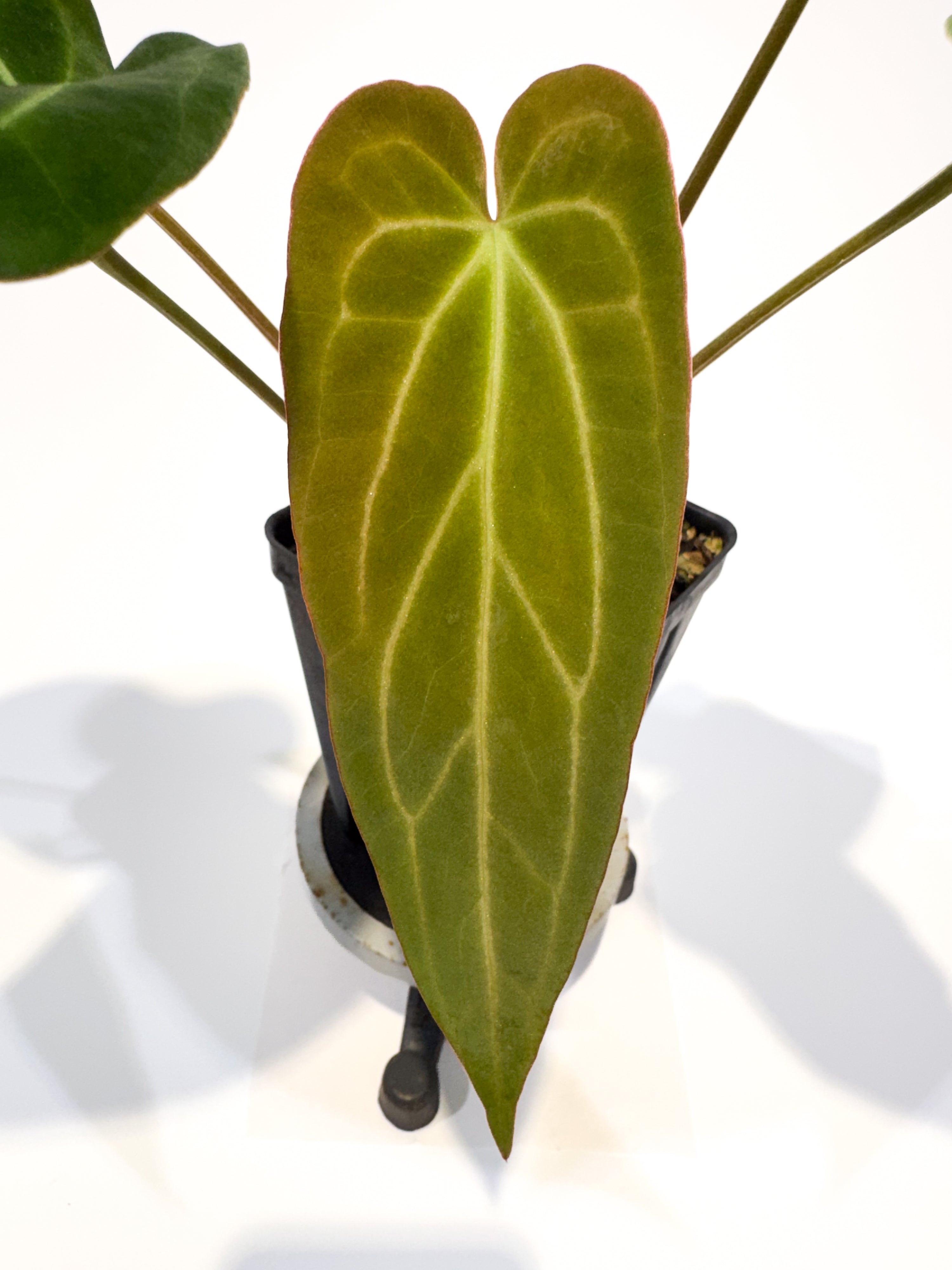 Anthurium 'Mike's Mag Pap Dark' x 'Tim Anderson Stripey Mag Pap' (CS94)