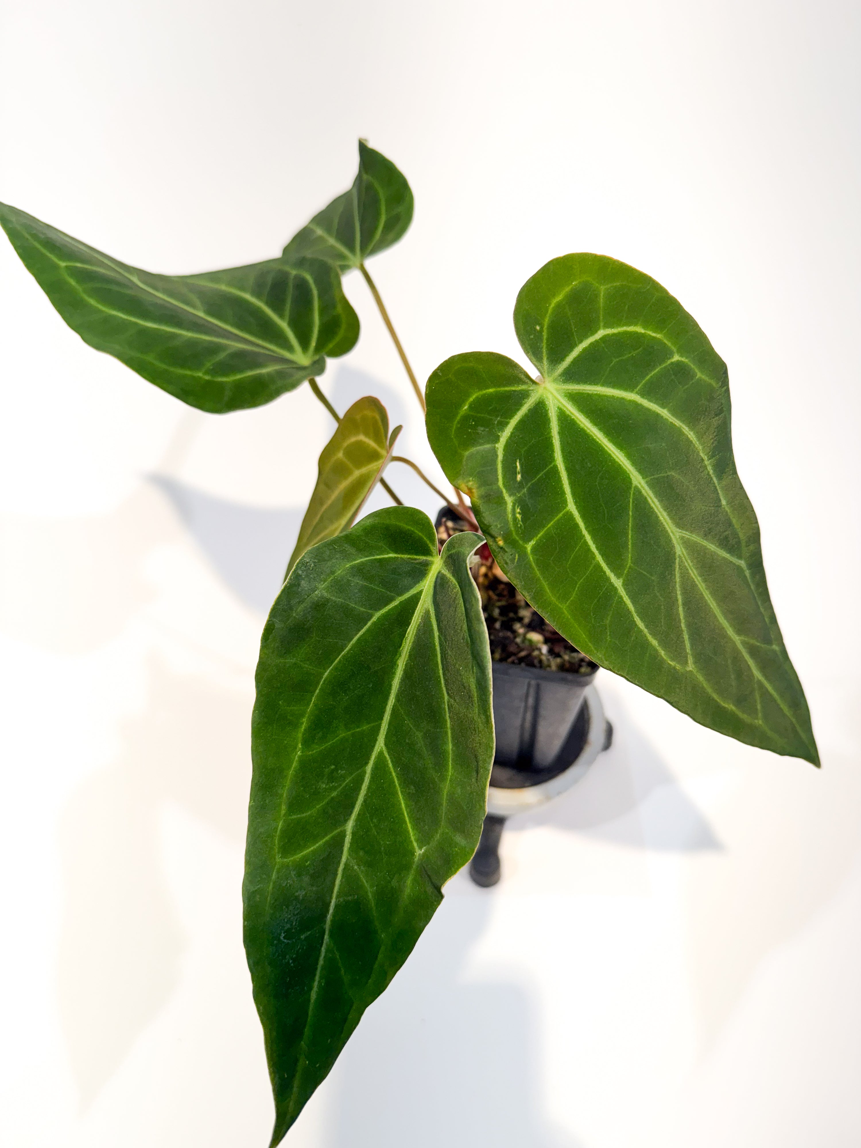 Anthurium 'Mike's Mag Pap Dark' x 'Tim Anderson Stripey Mag Pap' (CS94)