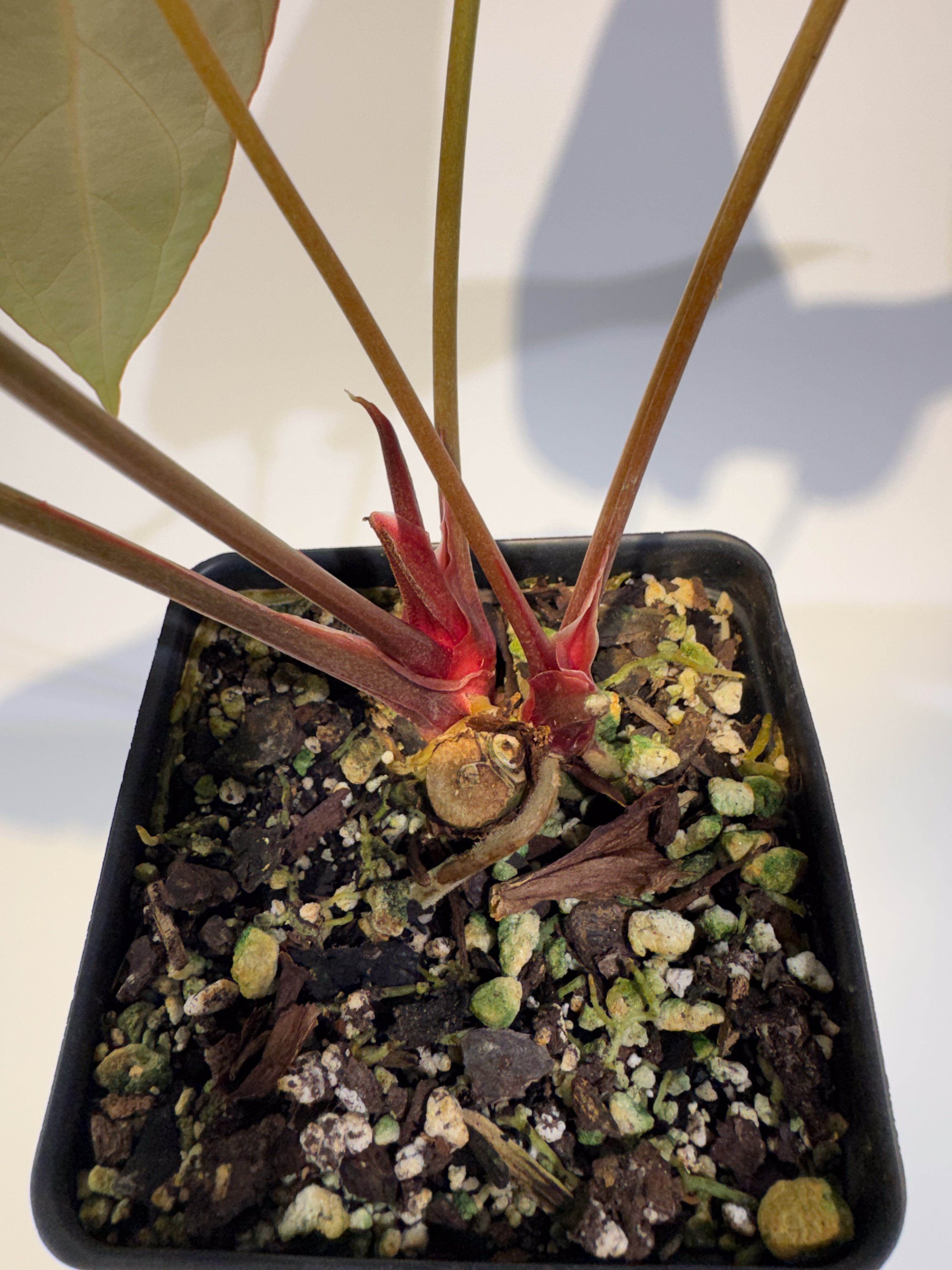 Anthurium 'Mike's Mag Pap Dark' x 'Tim Anderson Stripey Mag Pap' (CS94)