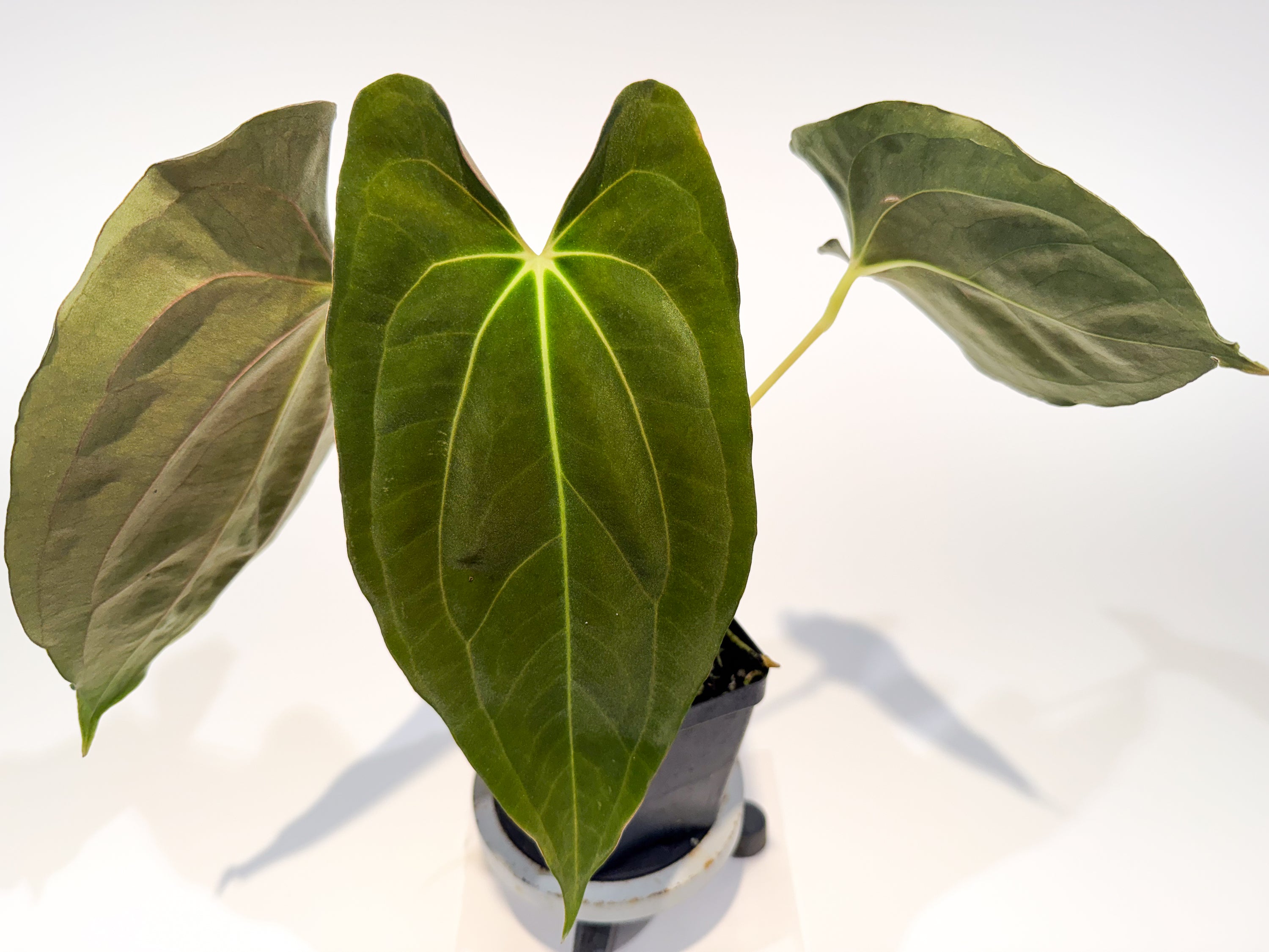 🌿 Anthurium 'Ree Pap' x besseae aff. (CS95)