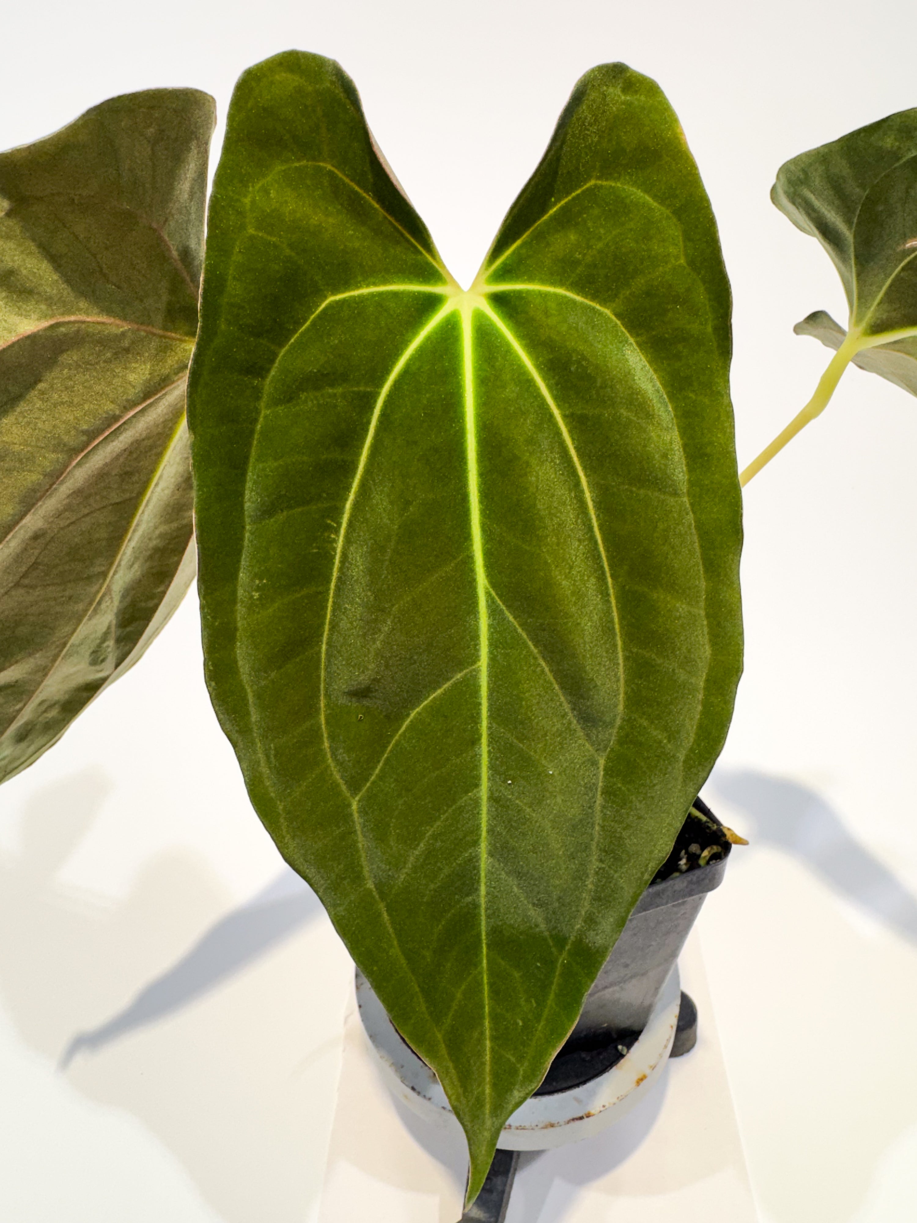 🌿 Anthurium 'Ree Pap' x besseae aff. (CS95)
