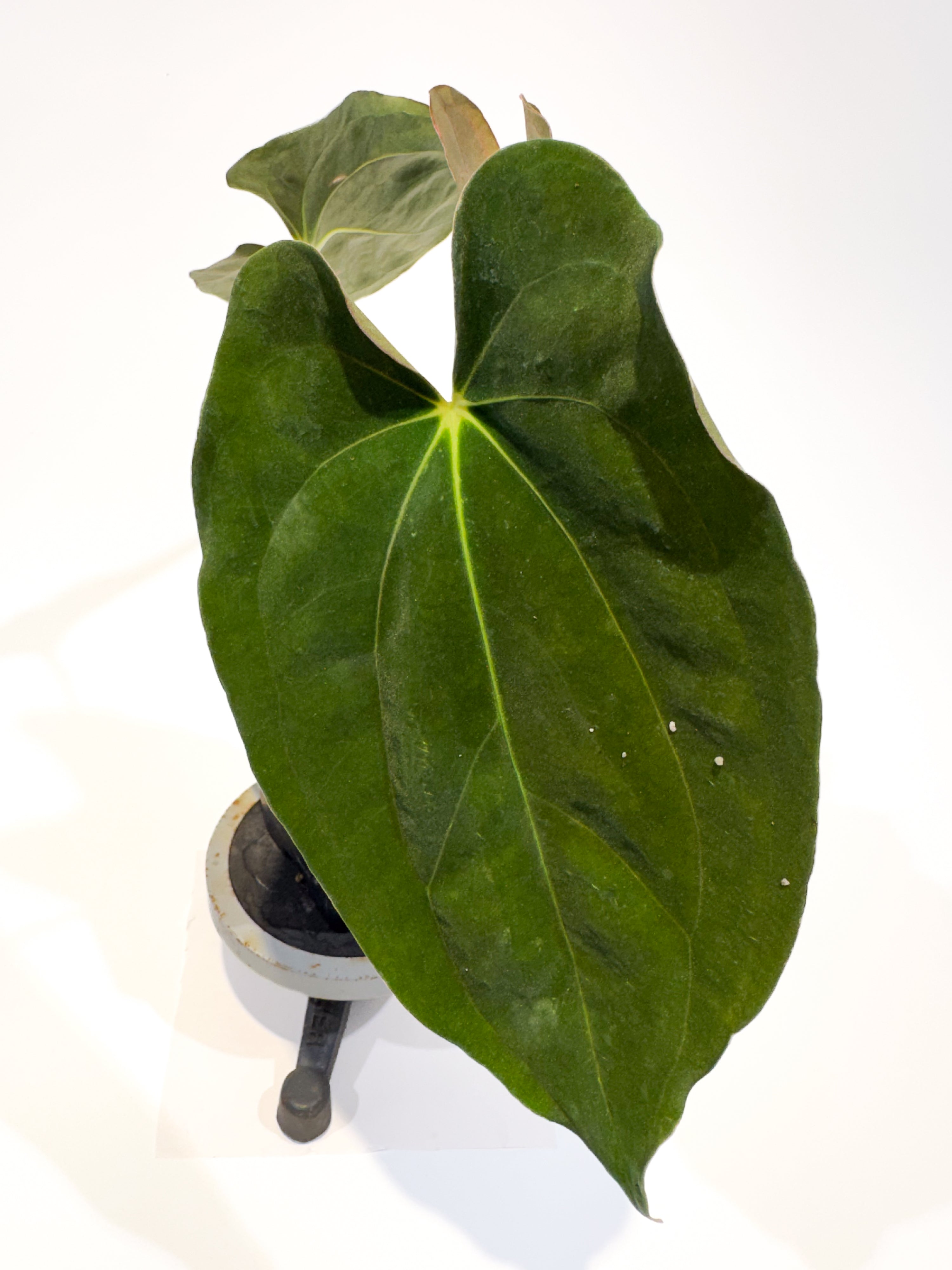 🌿 Anthurium 'Ree Pap' x besseae aff. (CS95)