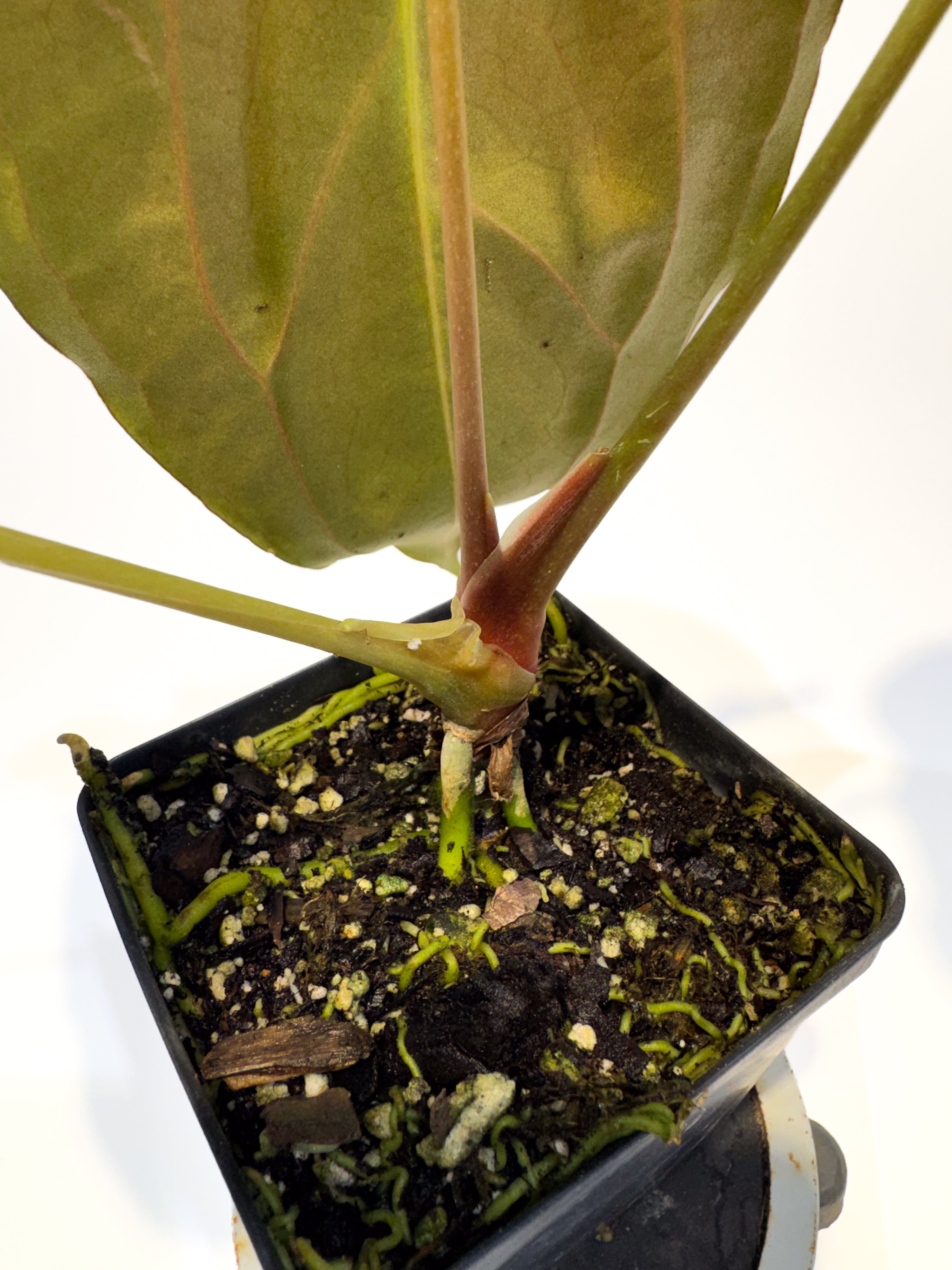 🌿 Anthurium 'Ree Pap' x besseae aff. (CS95)