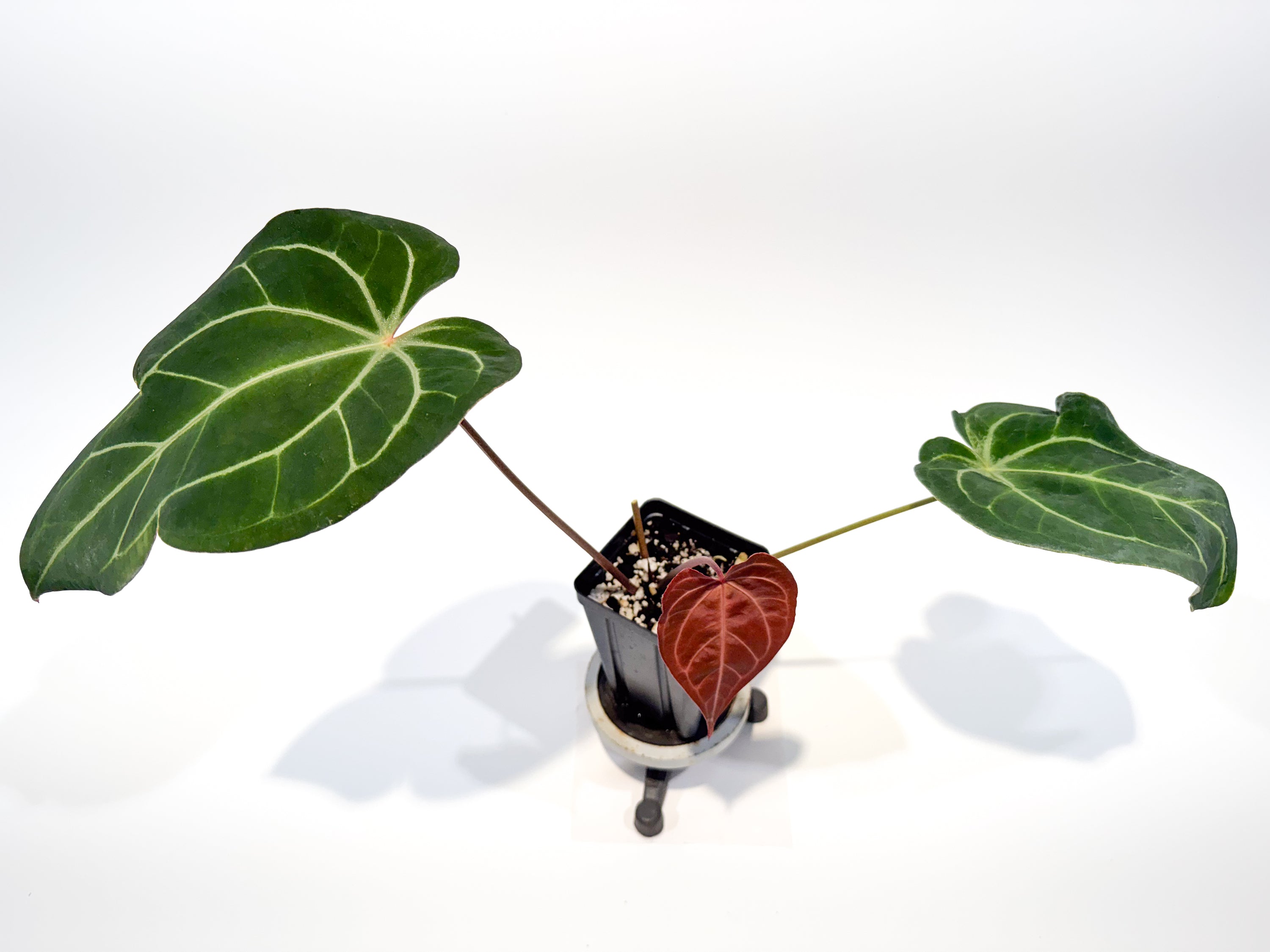 Anthurium 'Stripey Mag Pap' x 'Doc Block Purple F2' (CS96)