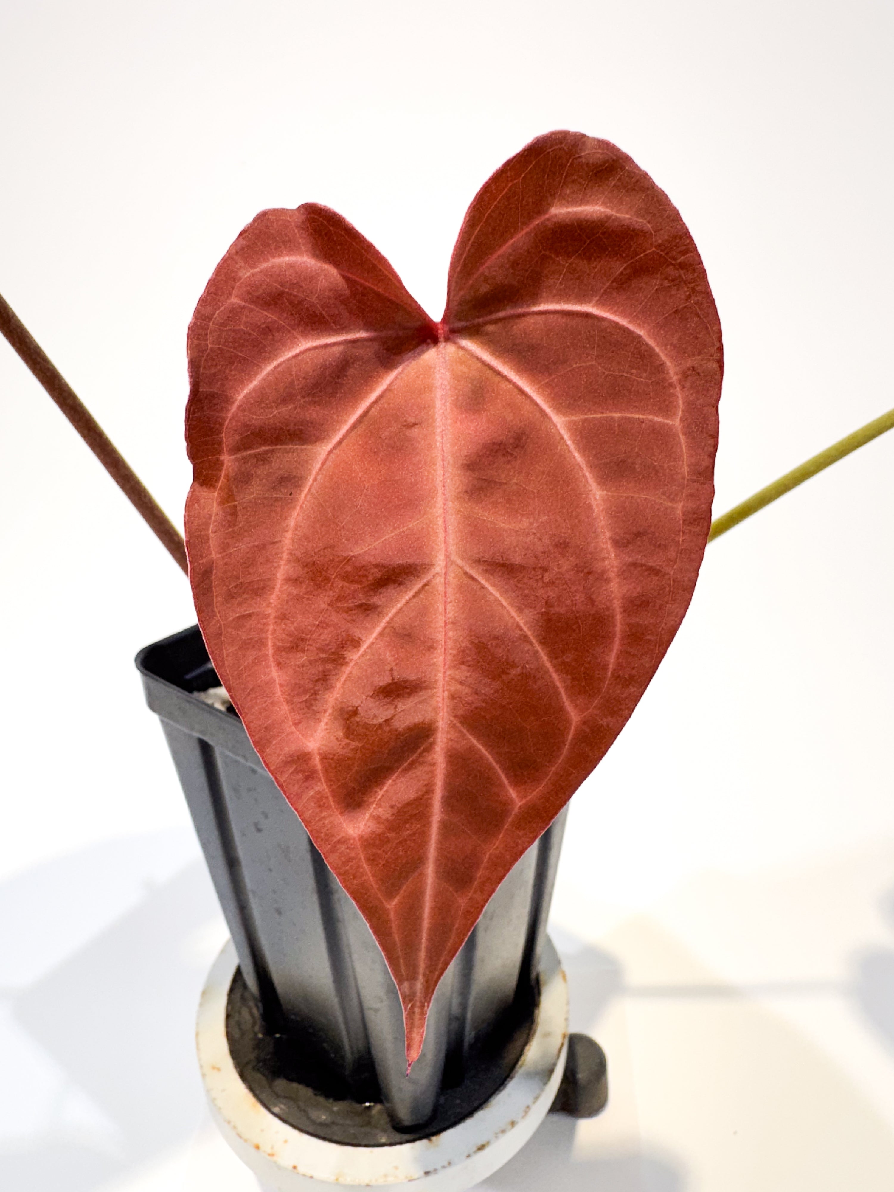 Anthurium 'Stripey Mag Pap' x 'Doc Block Purple F2' (CS96)