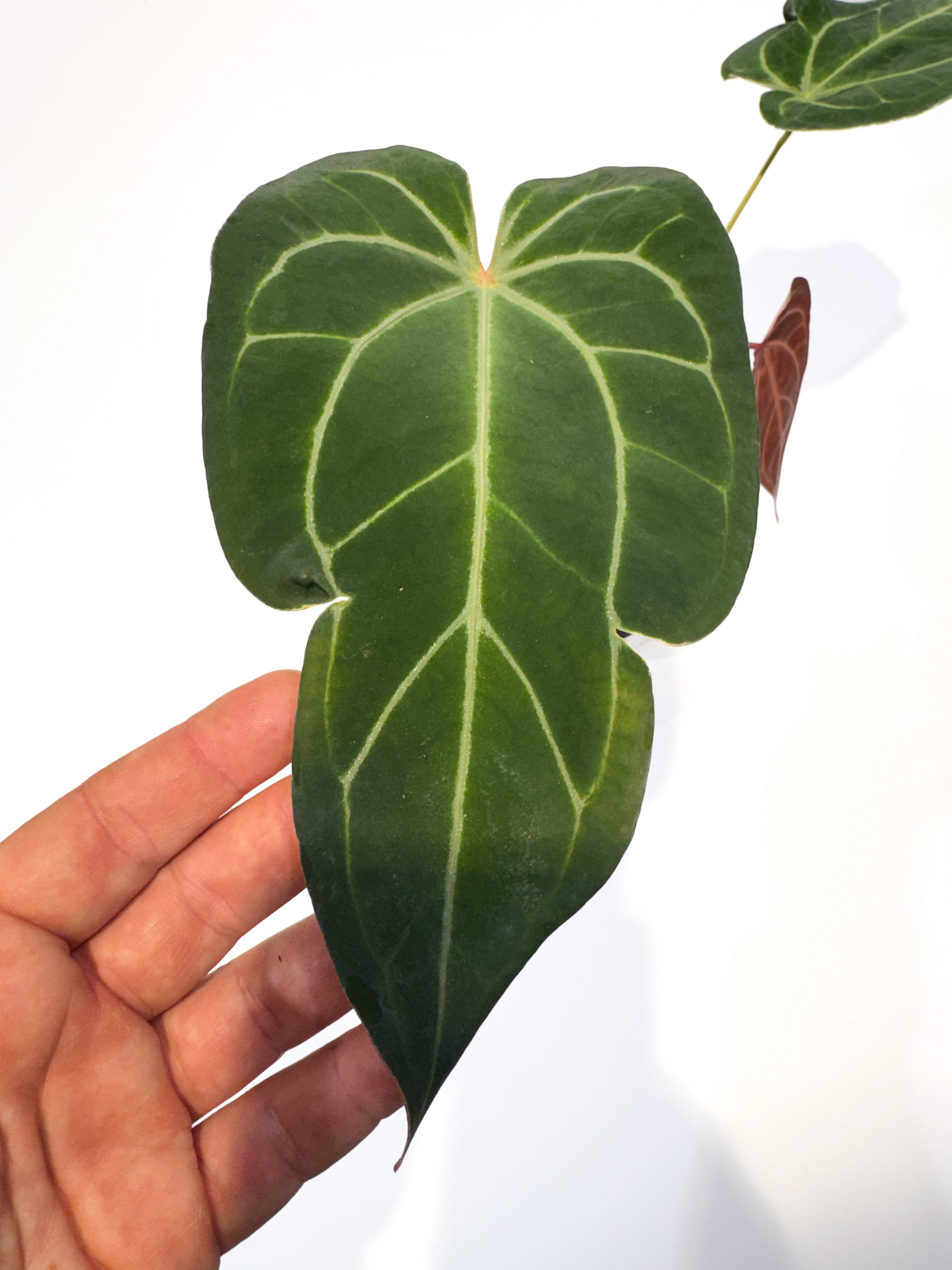 Anthurium 'Stripey Mag Pap' x 'Doc Block Purple F2' (CS96)