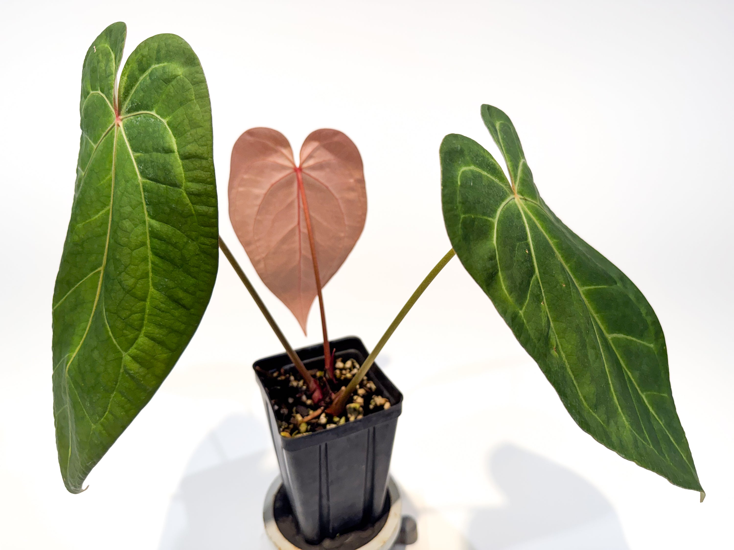 Anthurium 'Swampmannii Dark' x 'Doc Block Purple F2' (CS97)