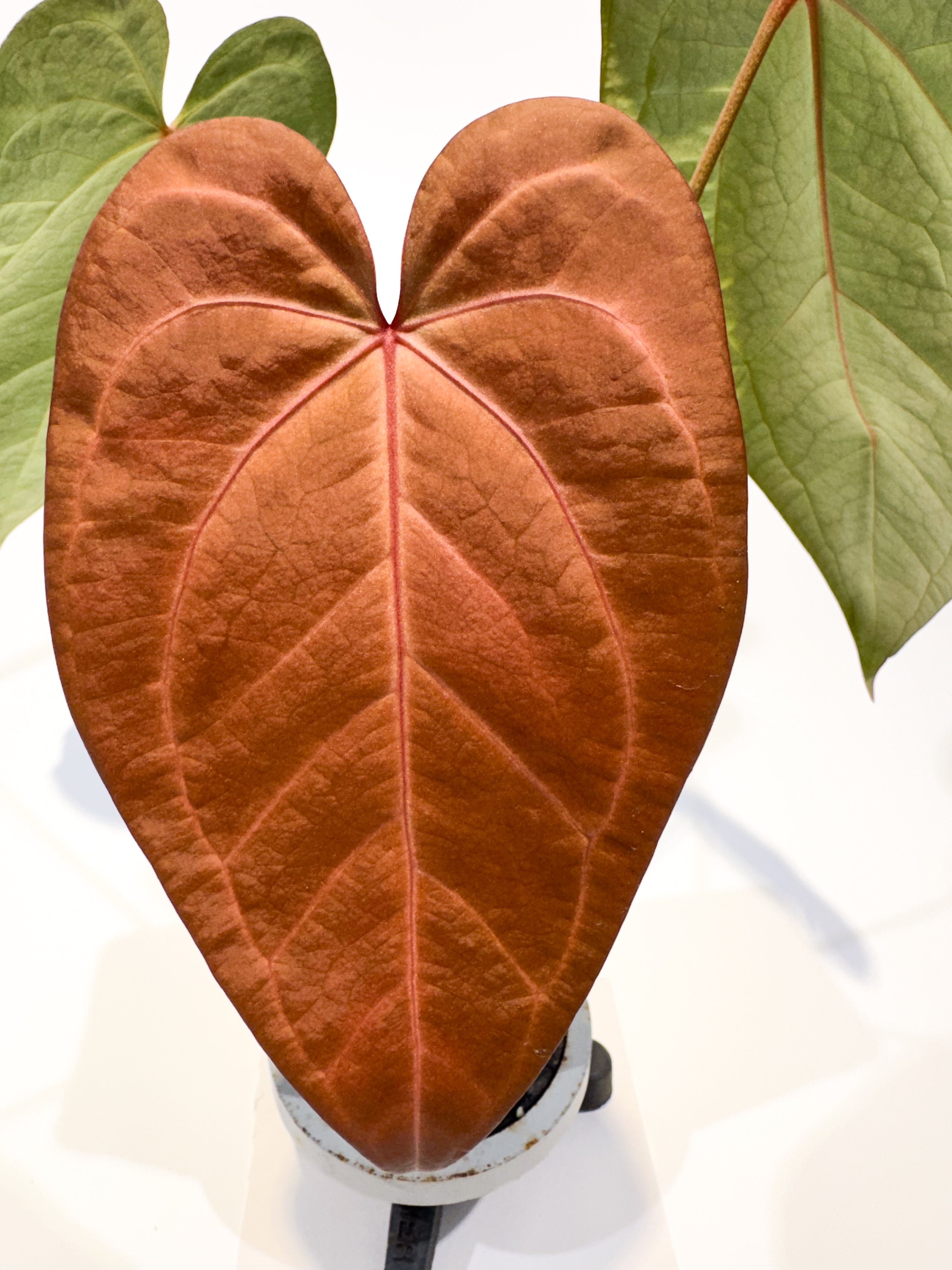 Anthurium 'Swampmannii Dark' x 'Doc Block Purple F2' (CS97)