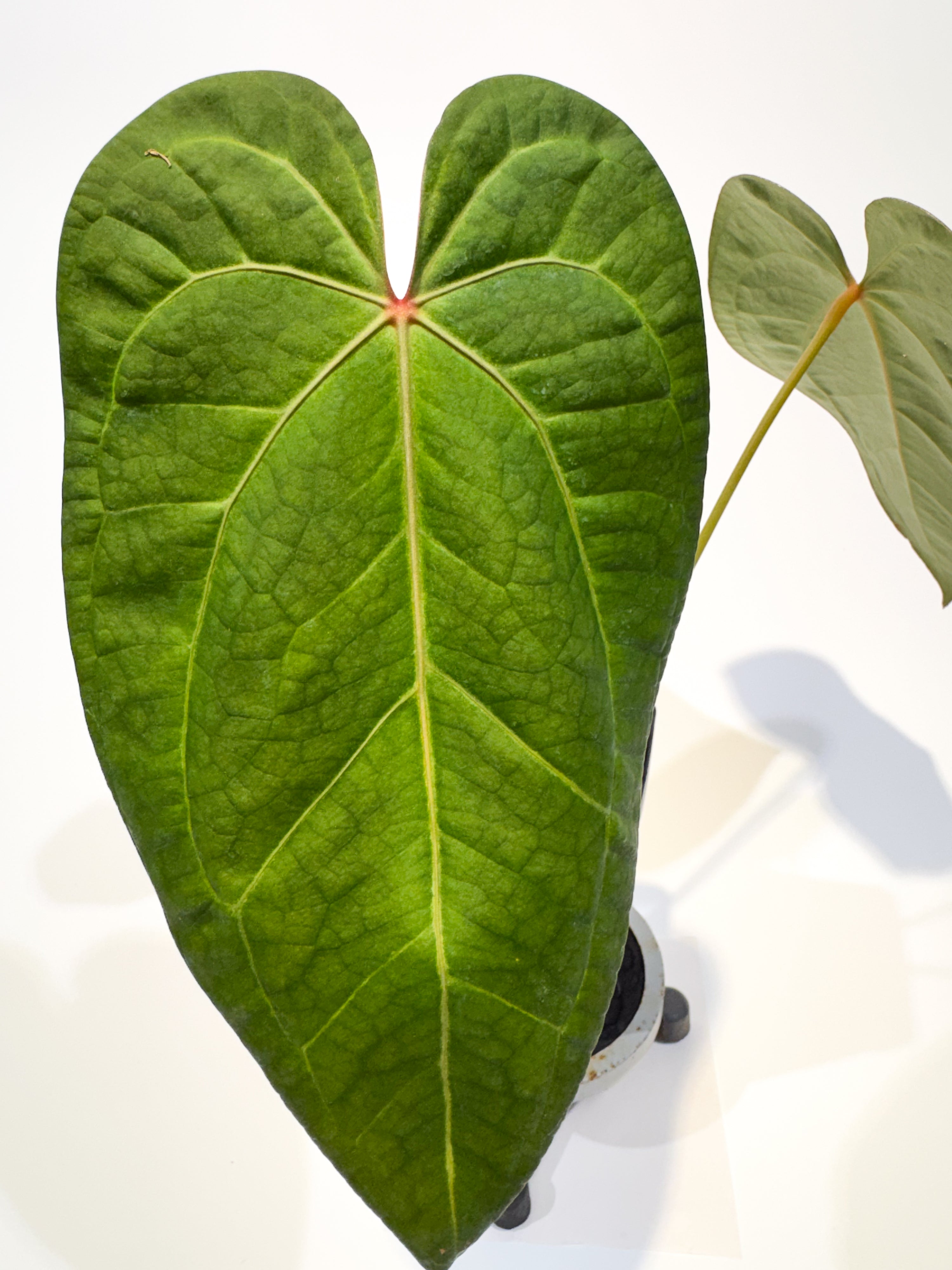 Anthurium 'Swampmannii Dark' x 'Doc Block Purple F2' (CS97)