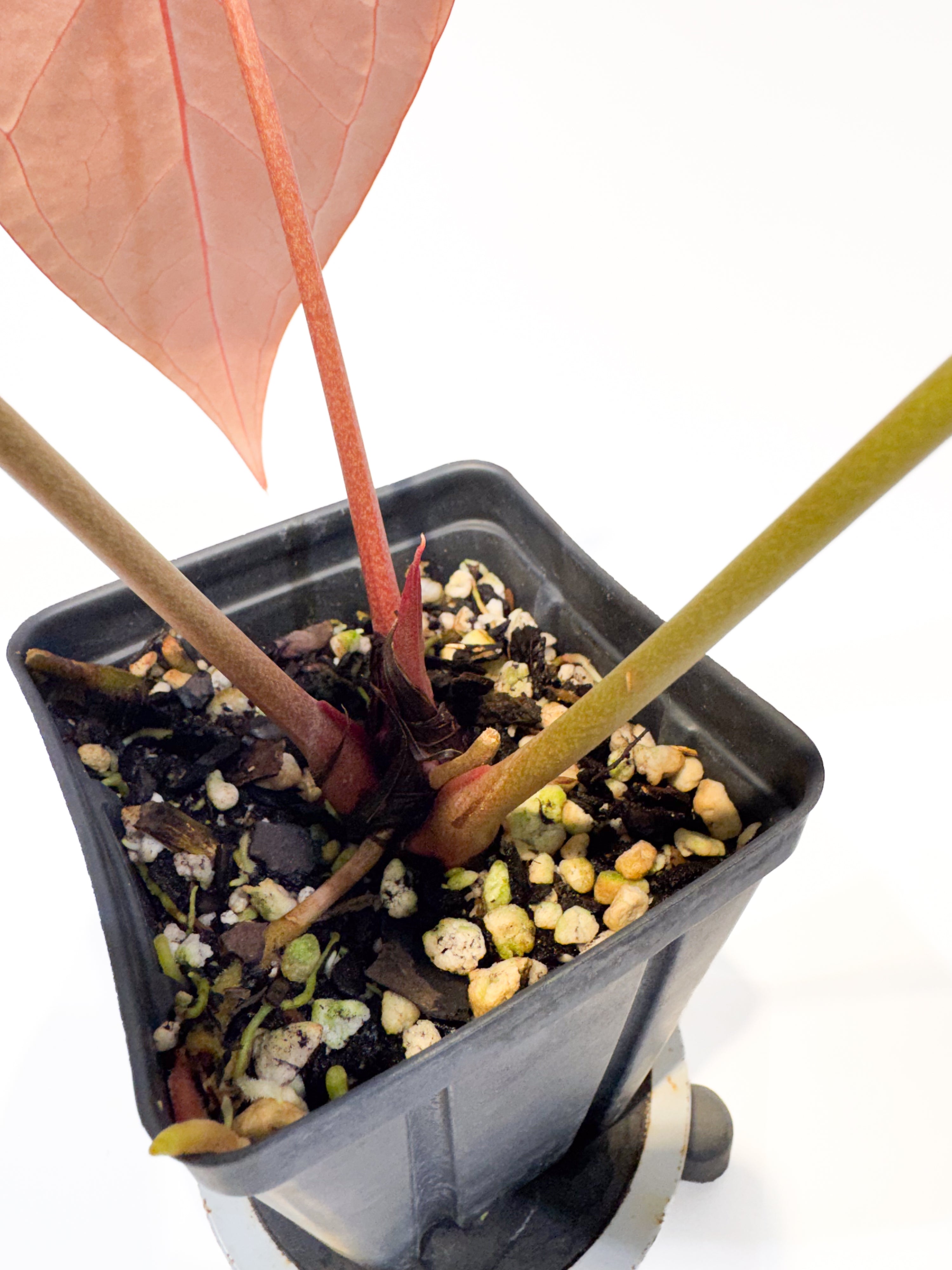 Anthurium 'Swampmannii Dark' x 'Doc Block Purple F2' (CS97)