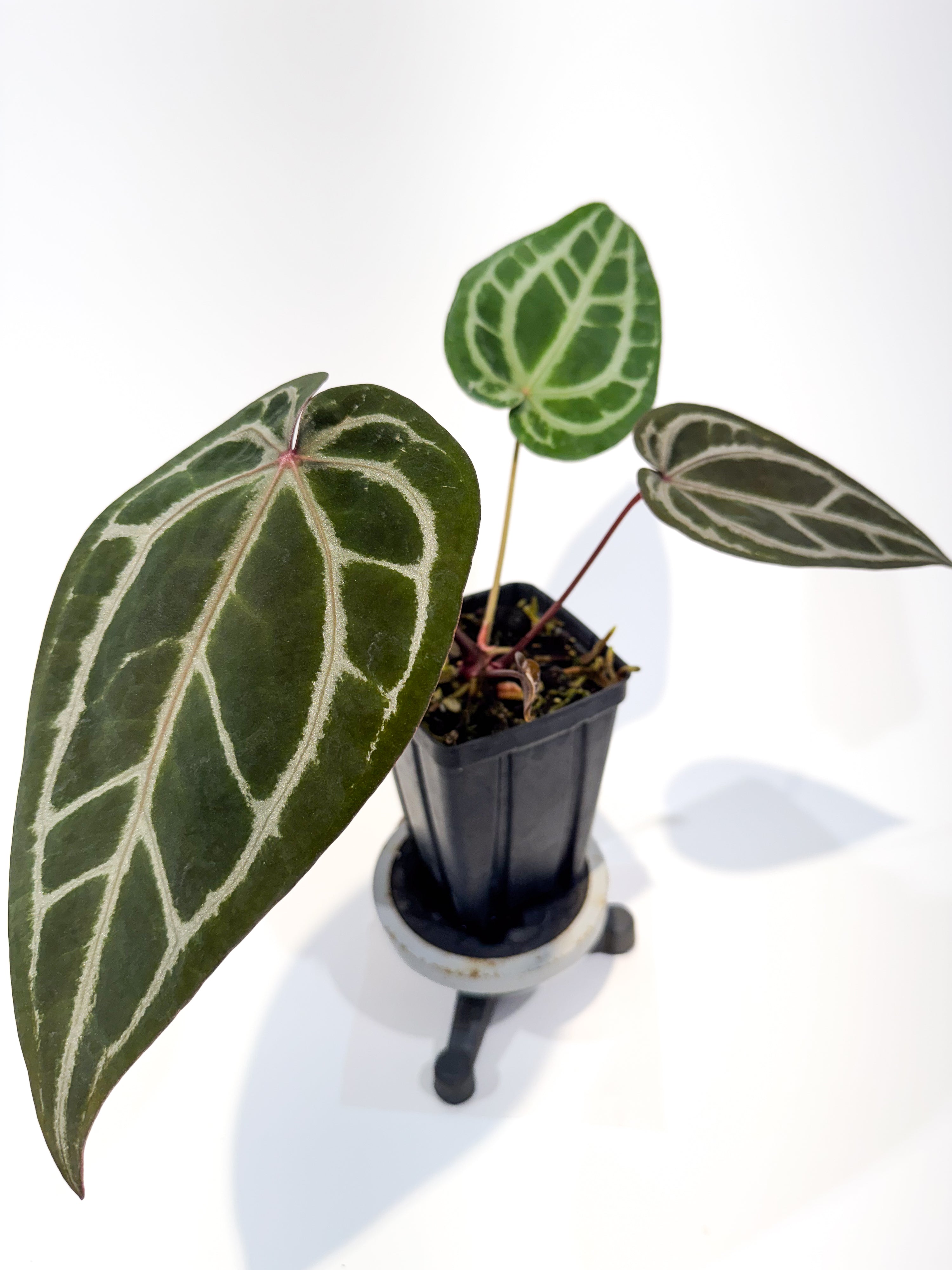 Anthurium 'SKG Grey' x 'Doc Block Purple F2' (CS98)