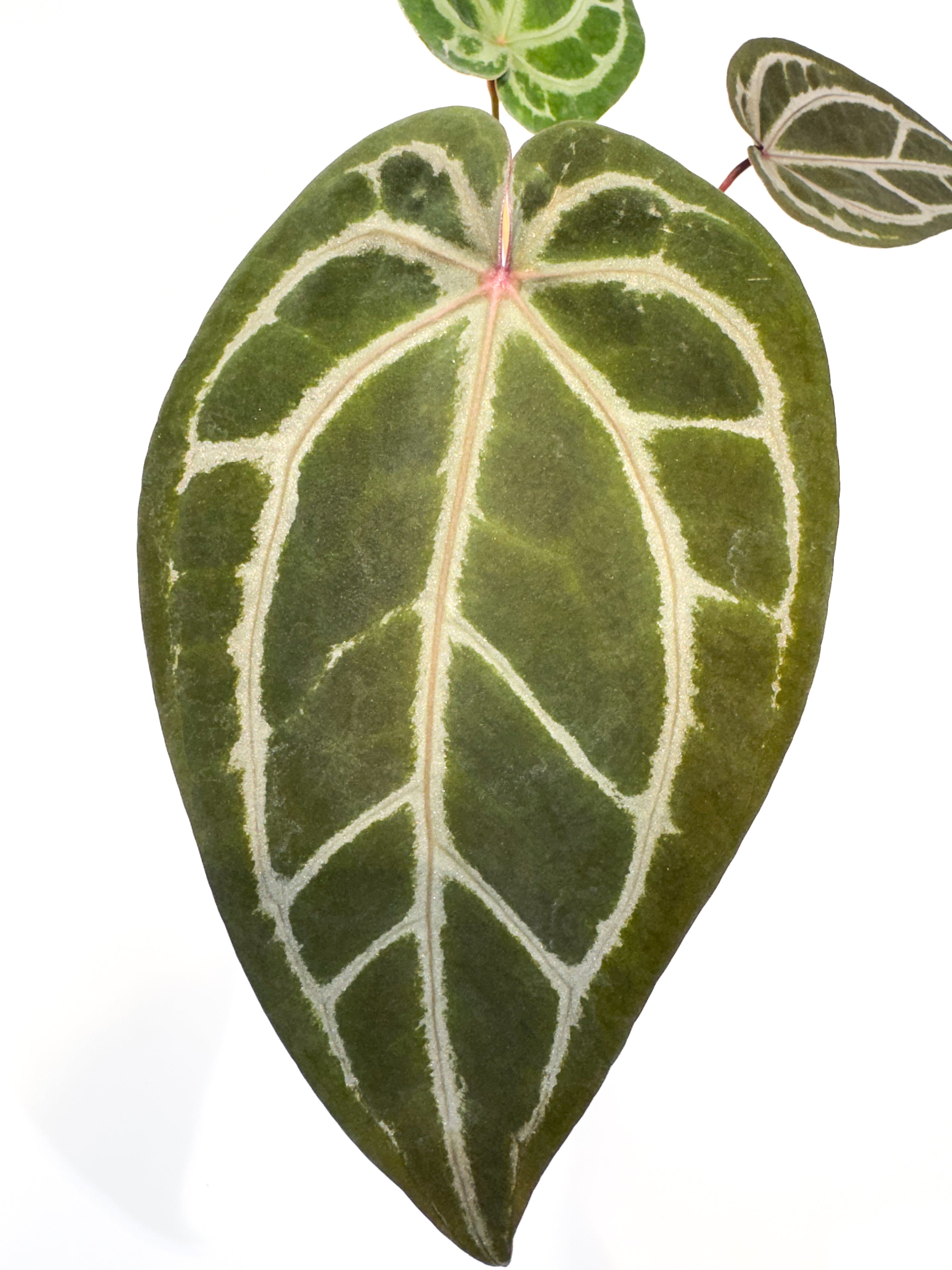 Anthurium 'SKG Grey' x 'Doc Block Purple F2' (CS98)