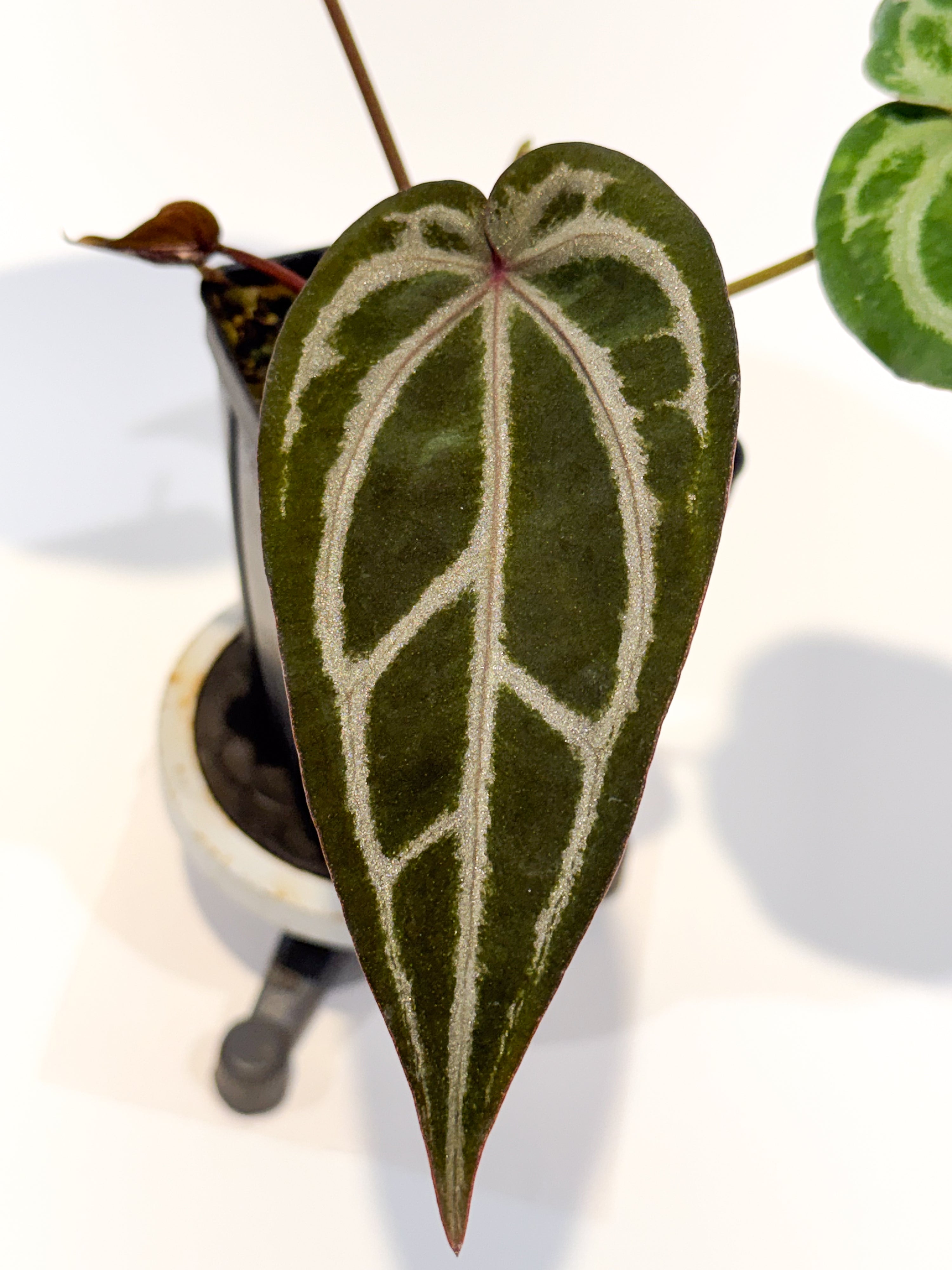 Anthurium 'SKG Grey' x 'Doc Block Purple F2' (CS98)