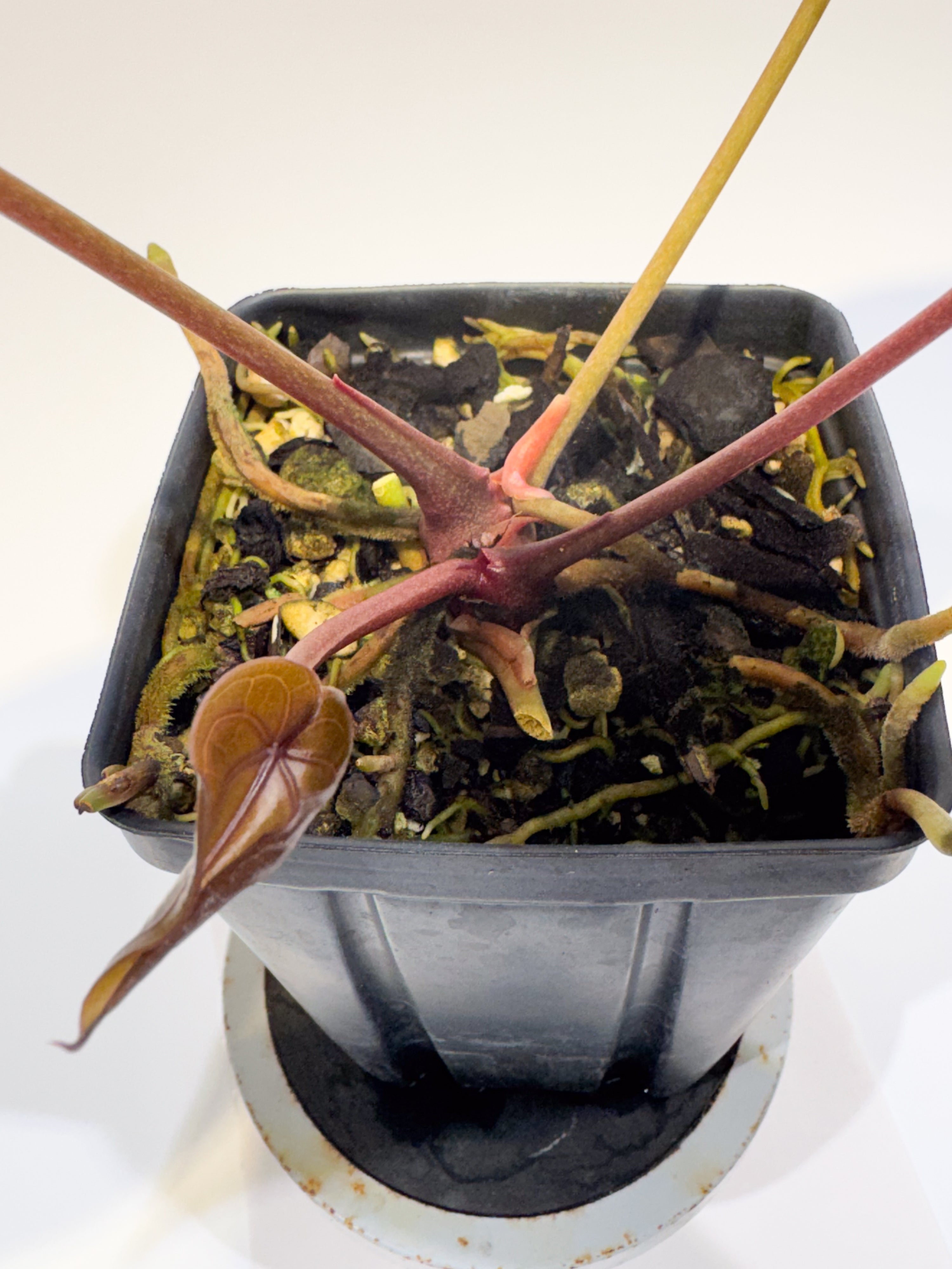 Anthurium 'SKG Grey' x 'Doc Block Purple F2' (CS98)