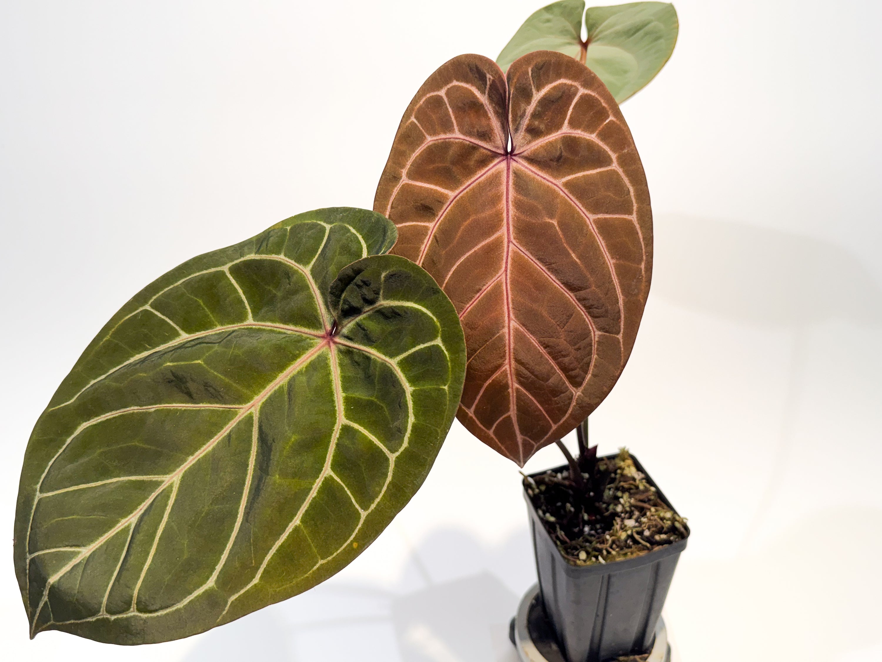 Anthurium ('Tim Anderson Crystal Mag' / 'Tim's Black') x 'Swampmannii Long' (CS99)