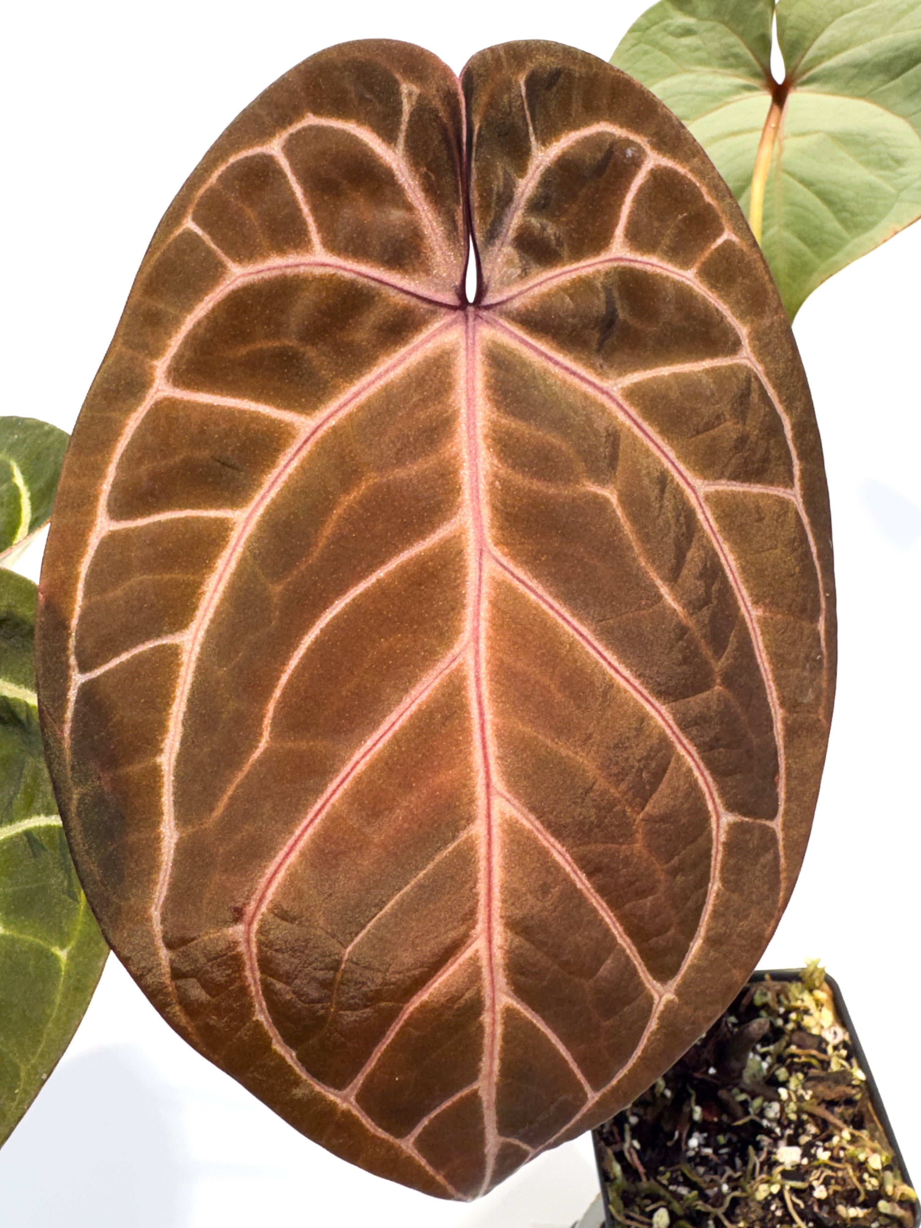 Anthurium ('Tim Anderson Crystal Mag' / 'Tim's Black') x 'Swampmannii Long' (CS99)