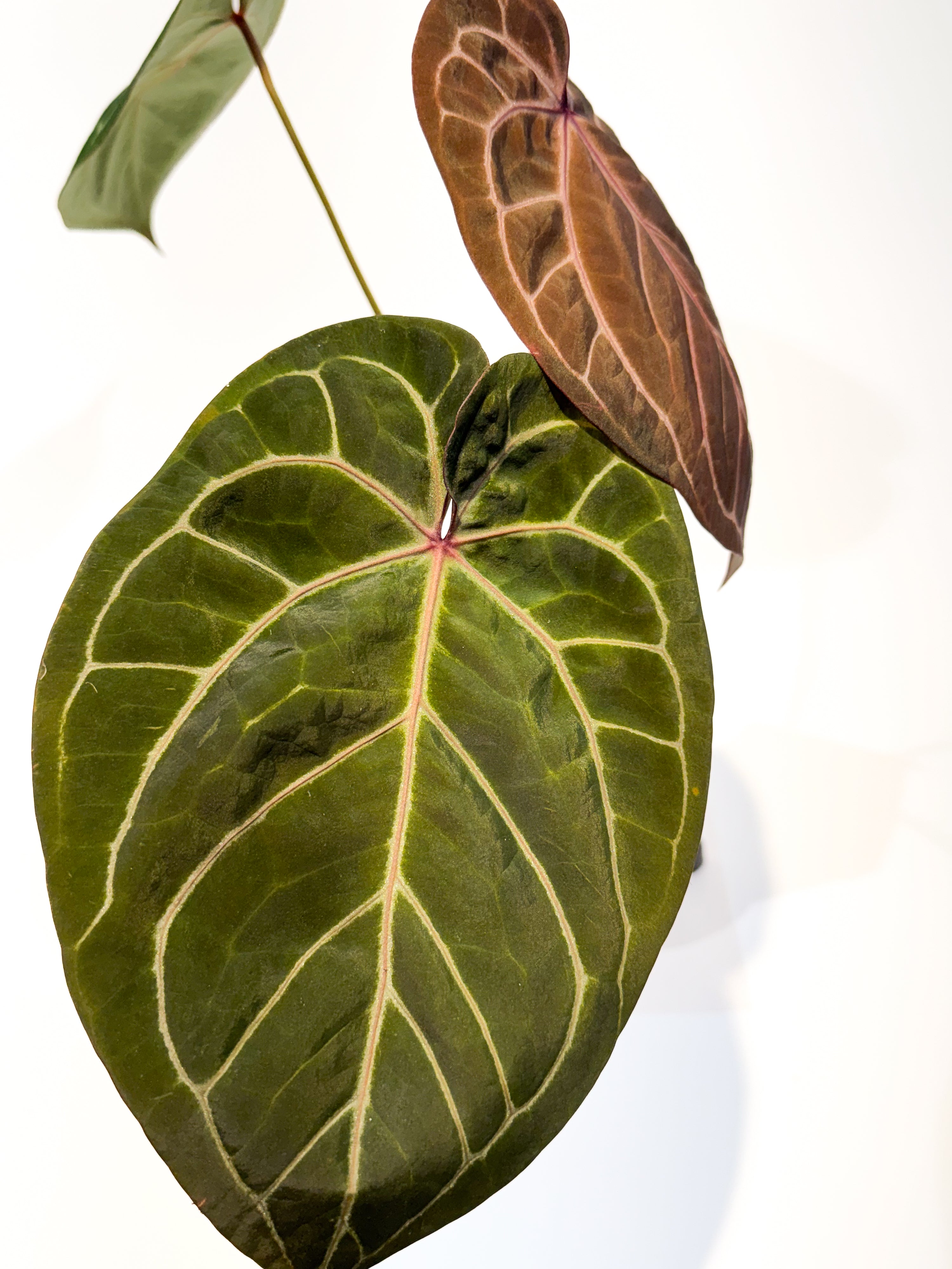 Anthurium ('Tim Anderson Crystal Mag' / 'Tim's Black') x 'Swampmannii Long' (CS99)