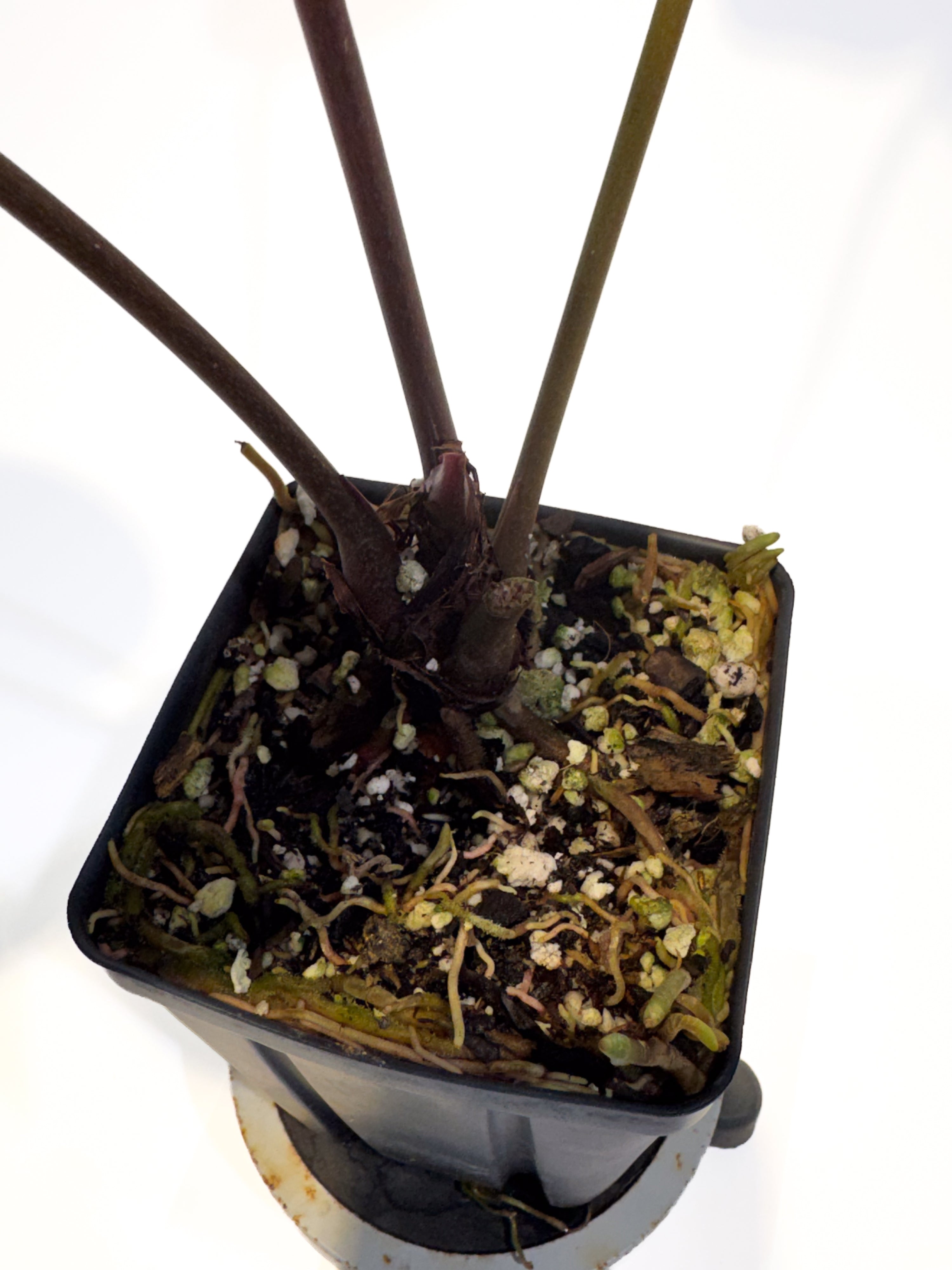 Anthurium ('Tim Anderson Crystal Mag' / 'Tim's Black') x 'Swampmannii Long' (CS99)