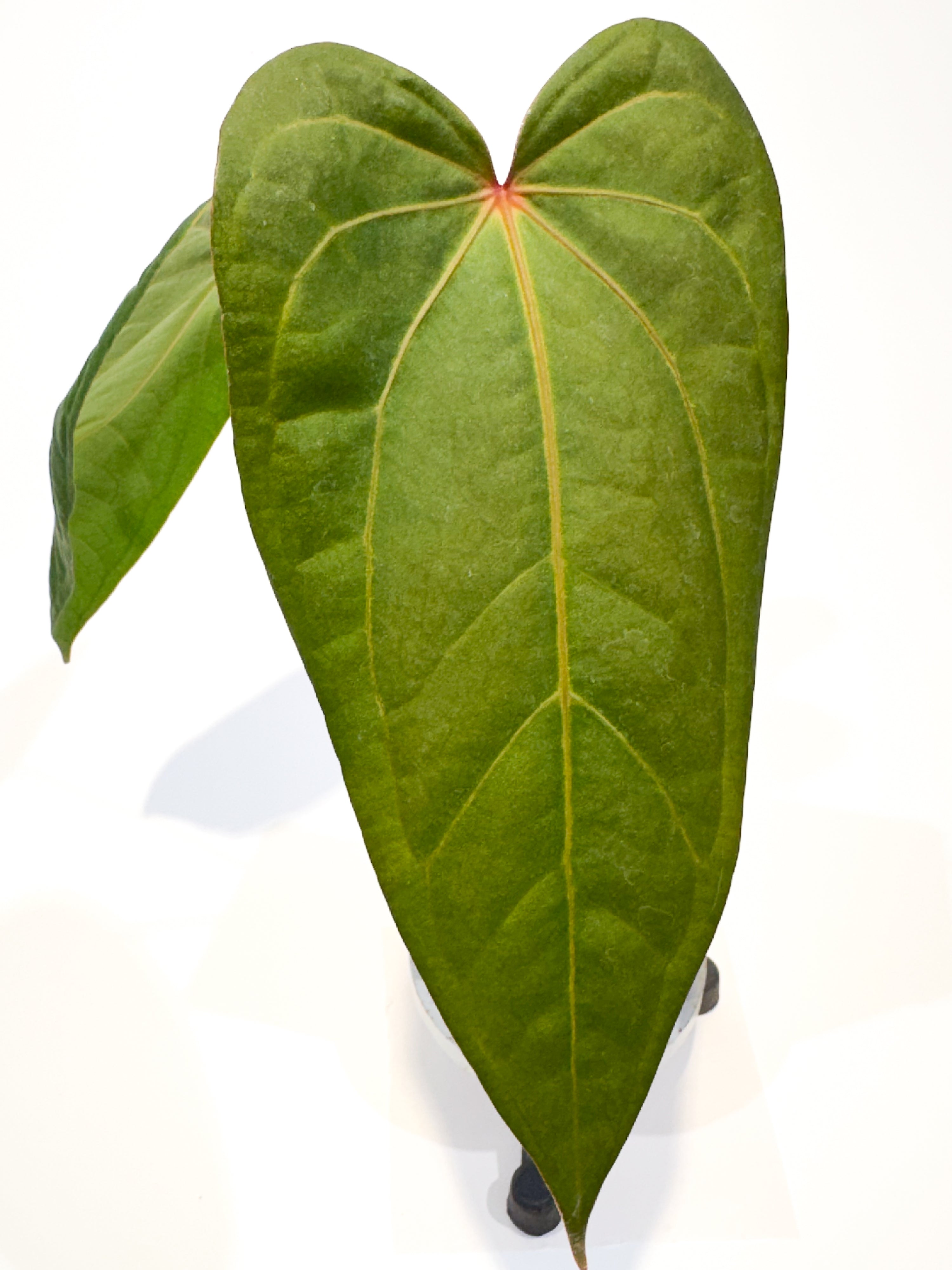Anthurium 'Rotundatum X' x ('Rotundatum X' / 'Doc Block Purple F2') (CS100)