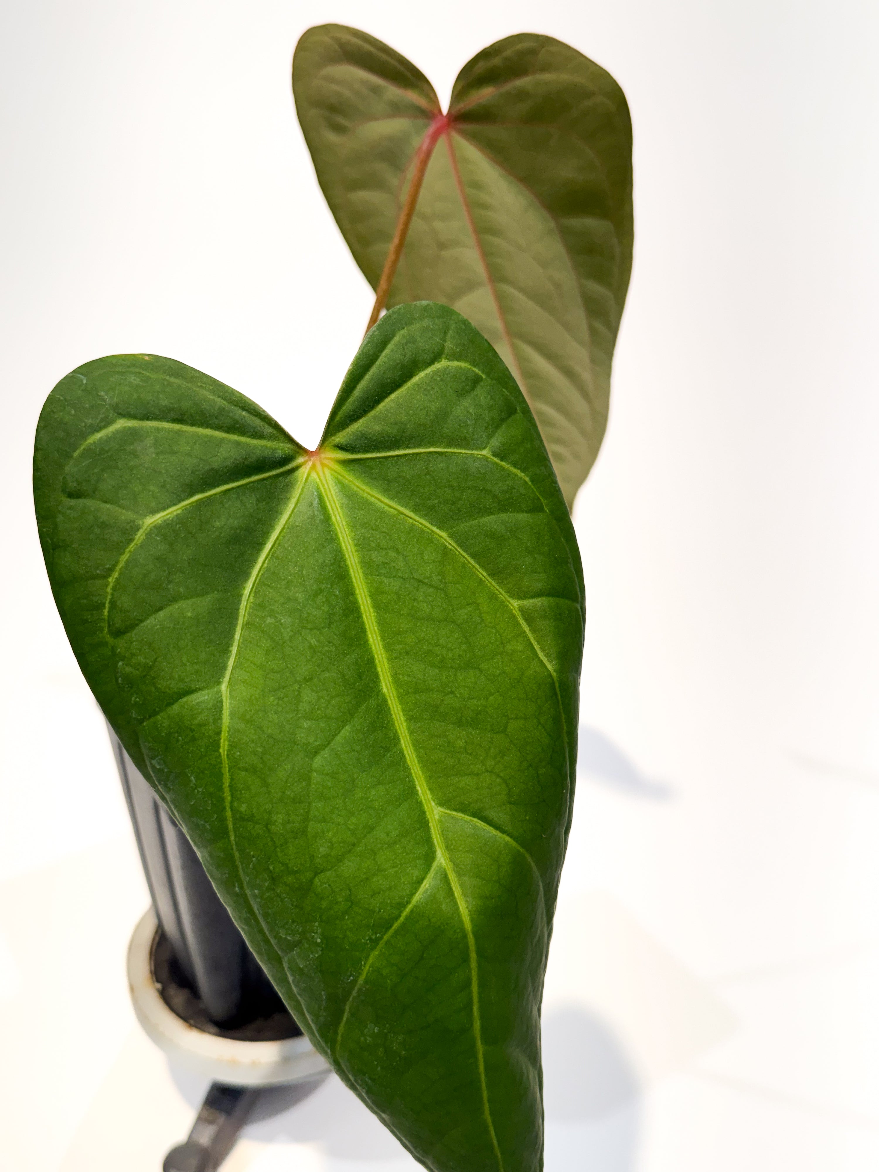 Anthurium 'Rotundatum X' x ('Rotundatum X' / 'Doc Block Purple F2') (CS100)