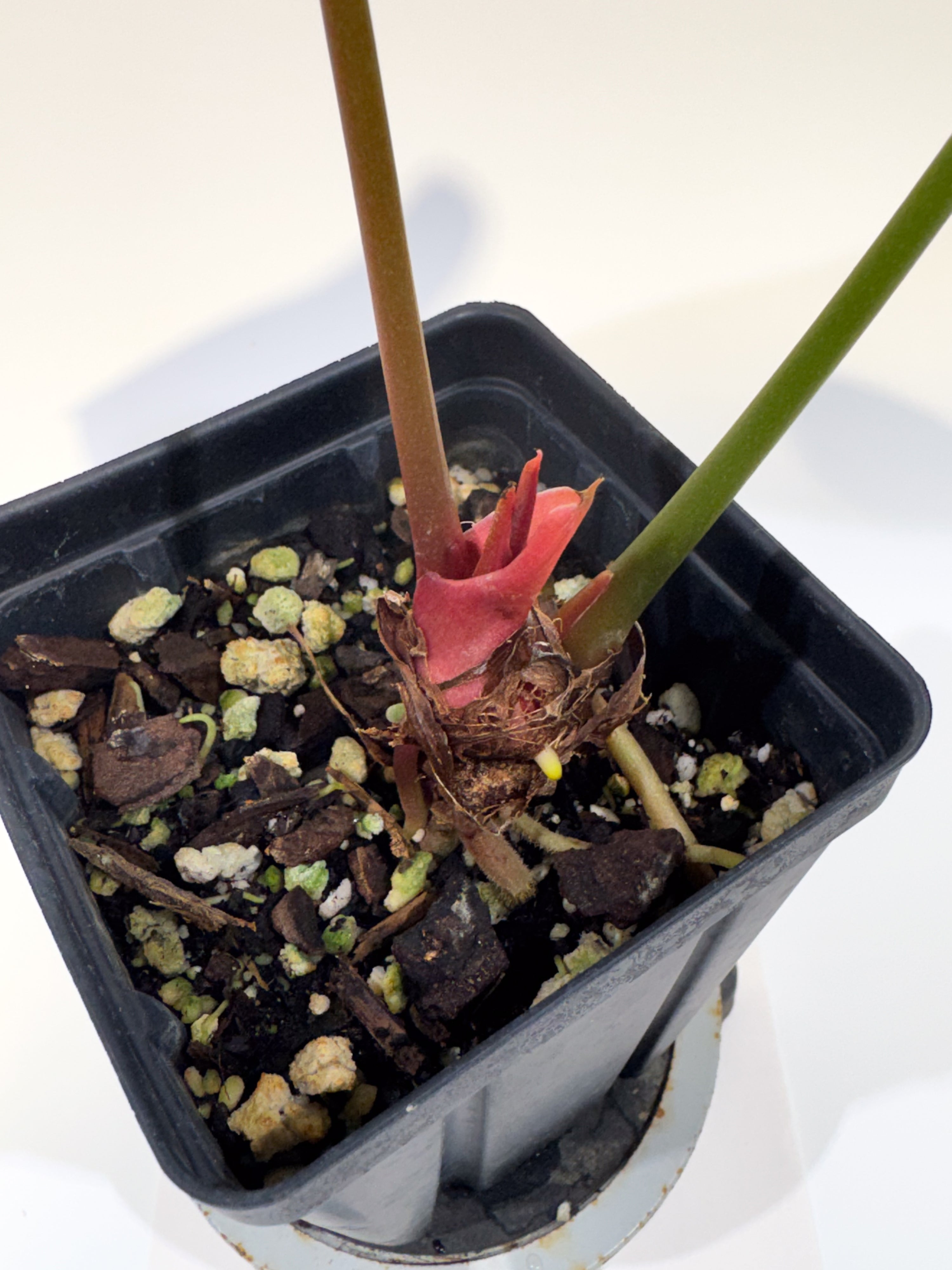Anthurium 'Rotundatum X' x ('Rotundatum X' / 'Doc Block Purple F2') (CS100)