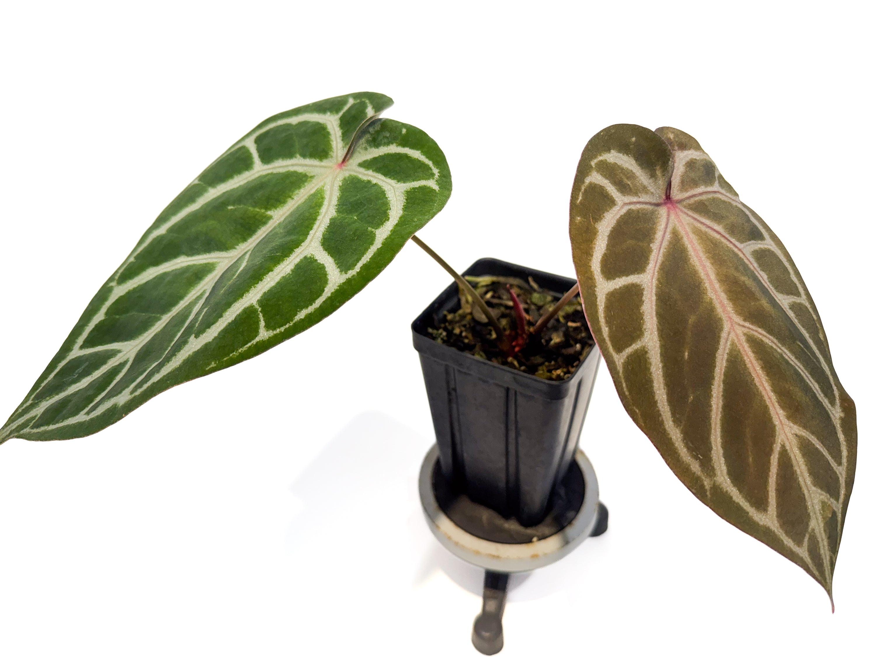 Anthurium 'SKG Grey' x 'Doc Block Purple F2' (CS101)