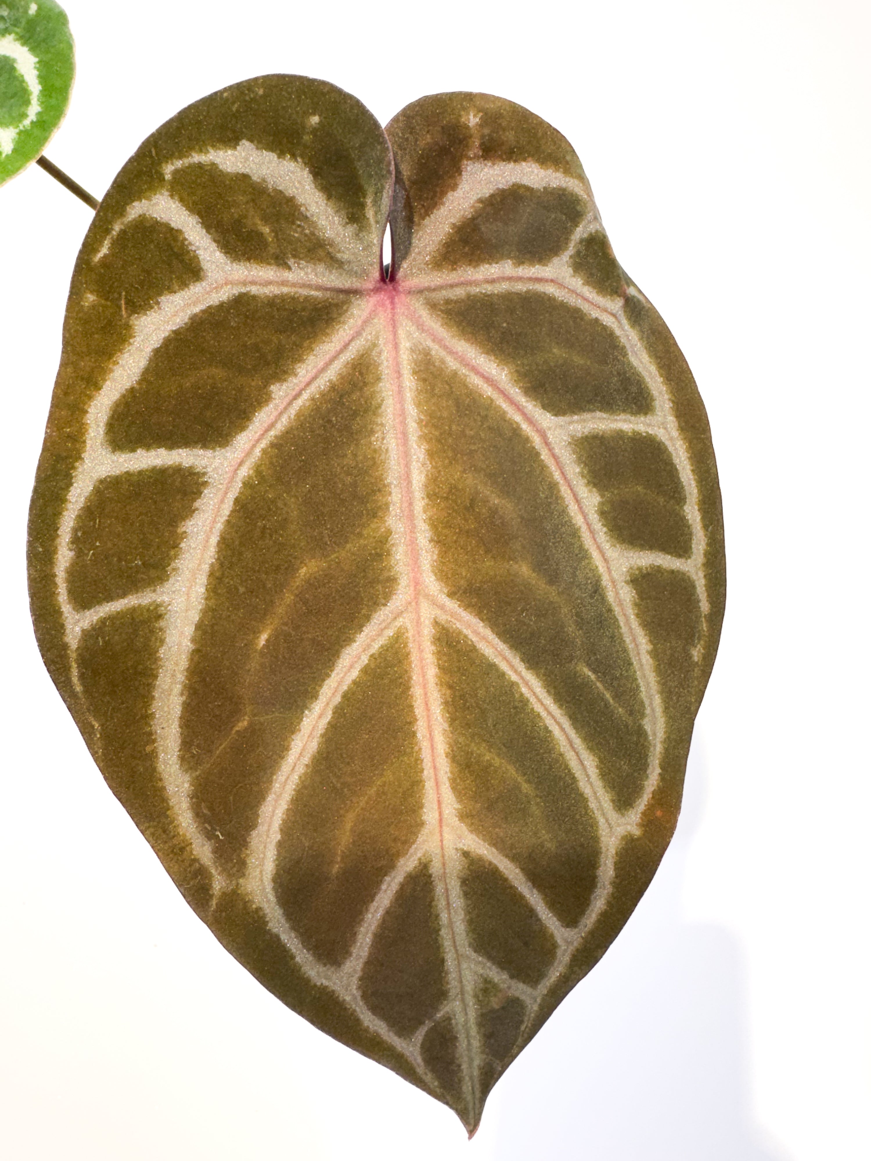 Anthurium 'SKG Grey' x 'Doc Block Purple F2' (CS101)