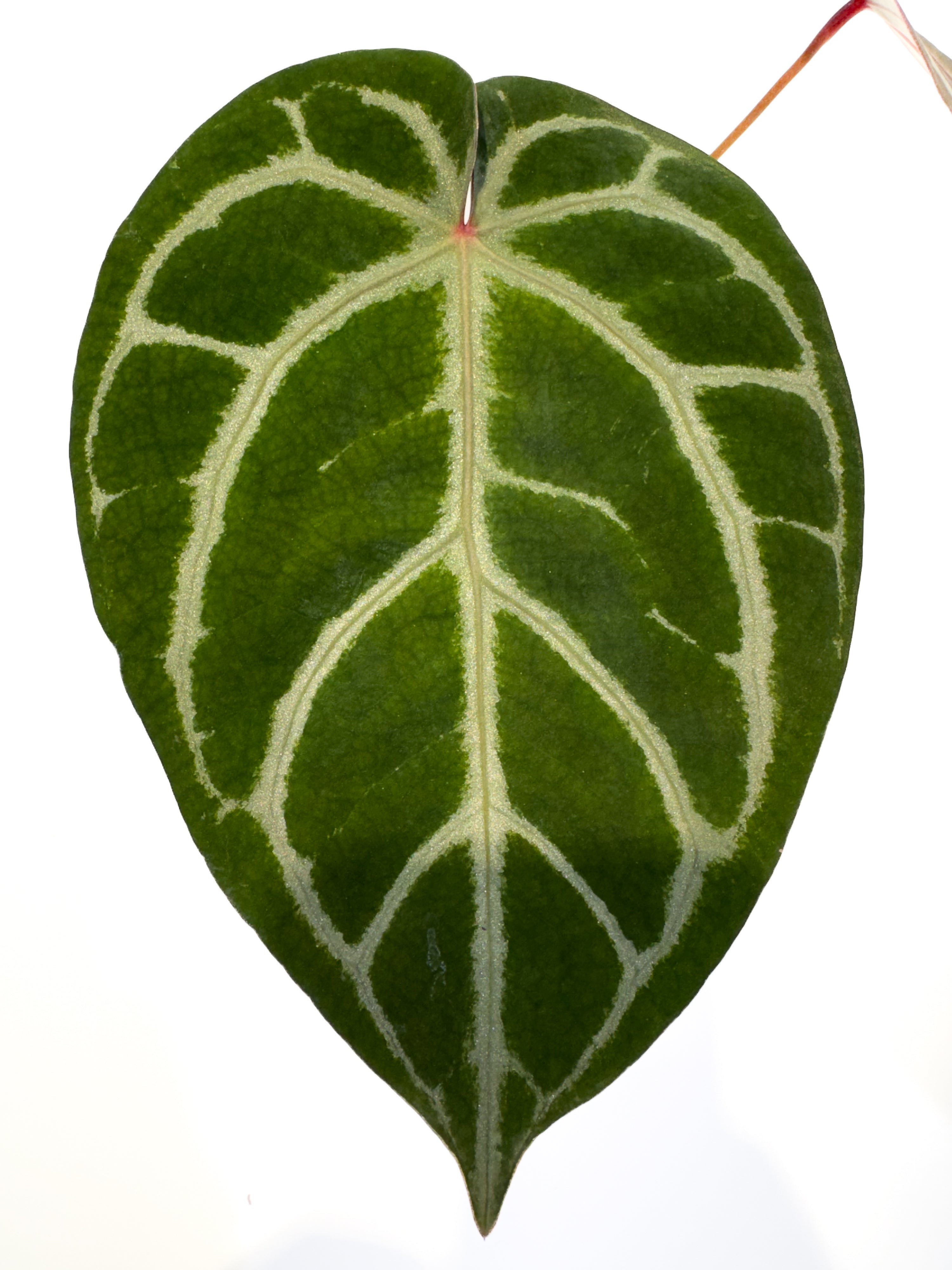 Anthurium 'SKG Grey' x 'Doc Block Purple F2' (CS101)