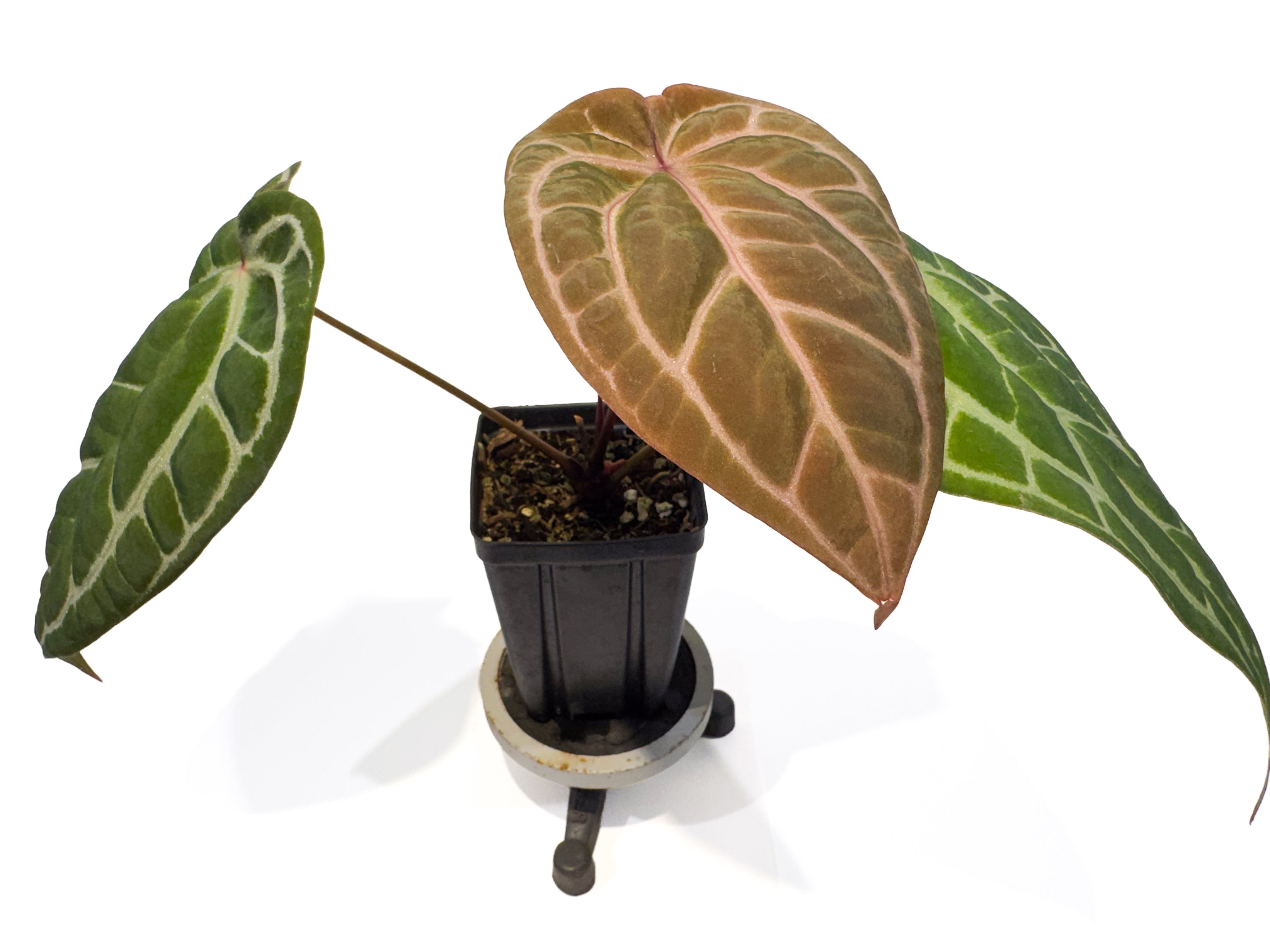 Anthurium ('Tim Anderson Crystal Mag' / 'Tim's Black') x 'Doc Block Purple F2' (CS102)