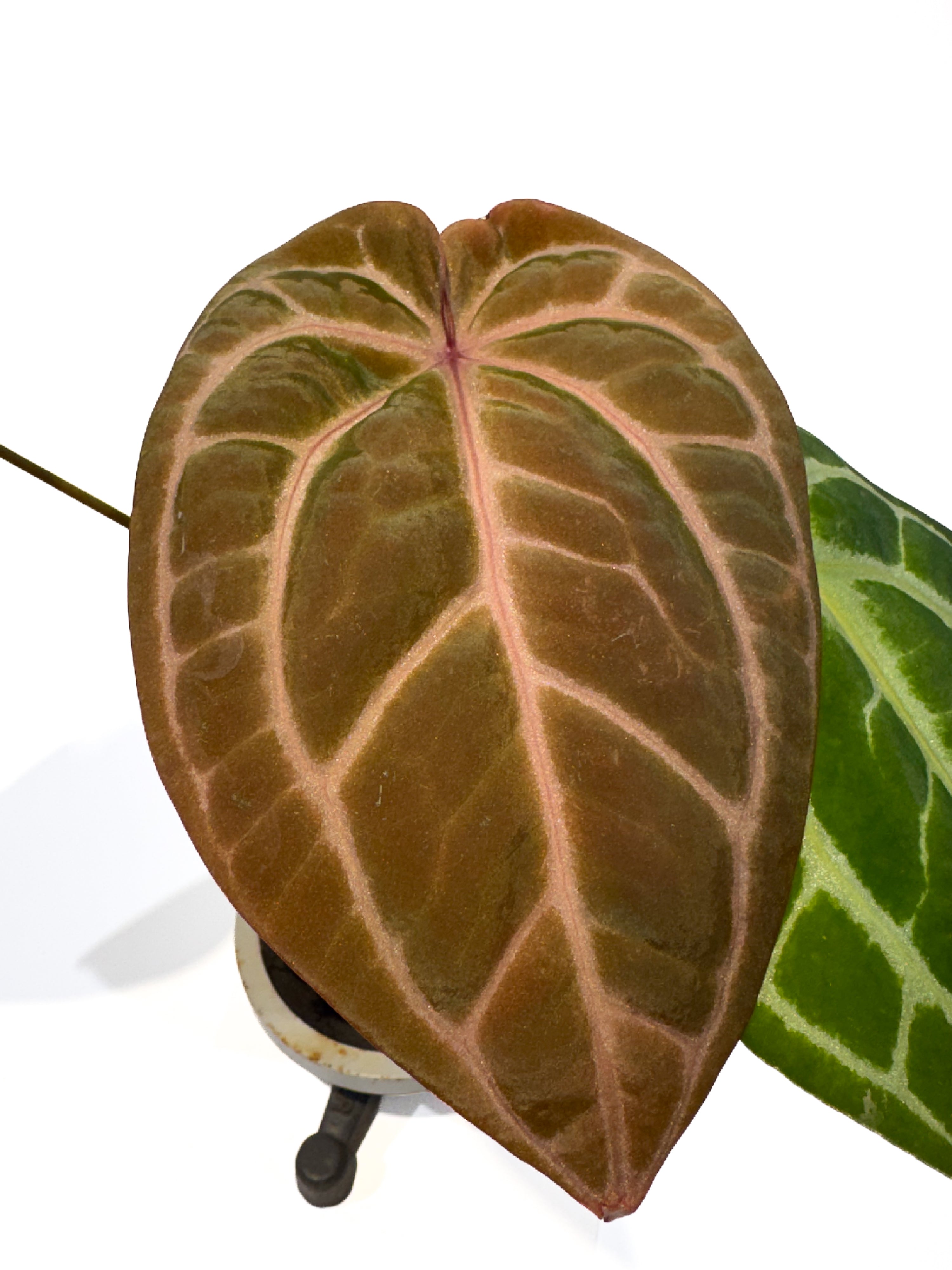 Anthurium ('Tim Anderson Crystal Mag' / 'Tim's Black') x 'Doc Block Purple F2' (CS102)