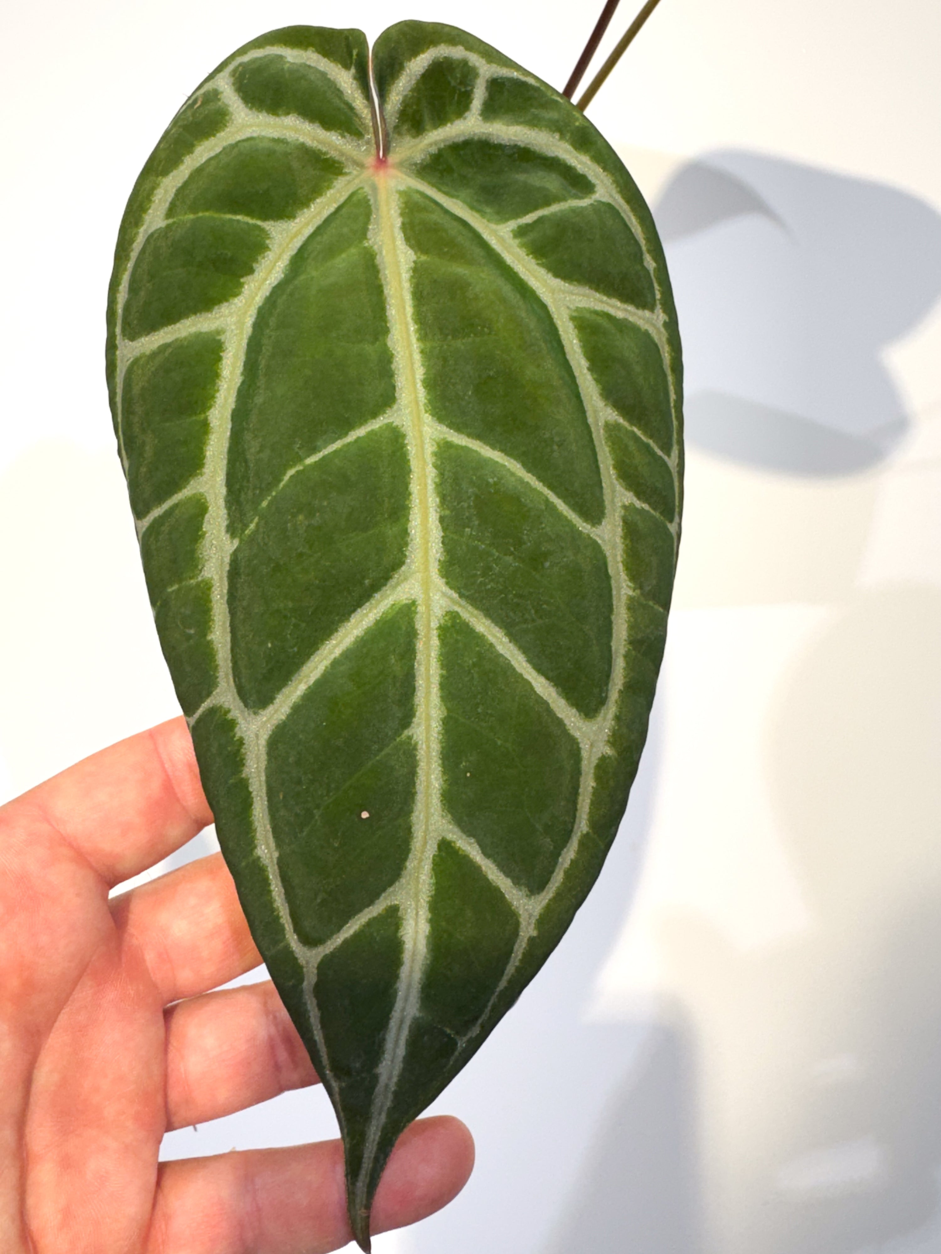 Anthurium ('Tim Anderson Crystal Mag' / 'Tim's Black') x 'Doc Block Purple F2' (CS102)