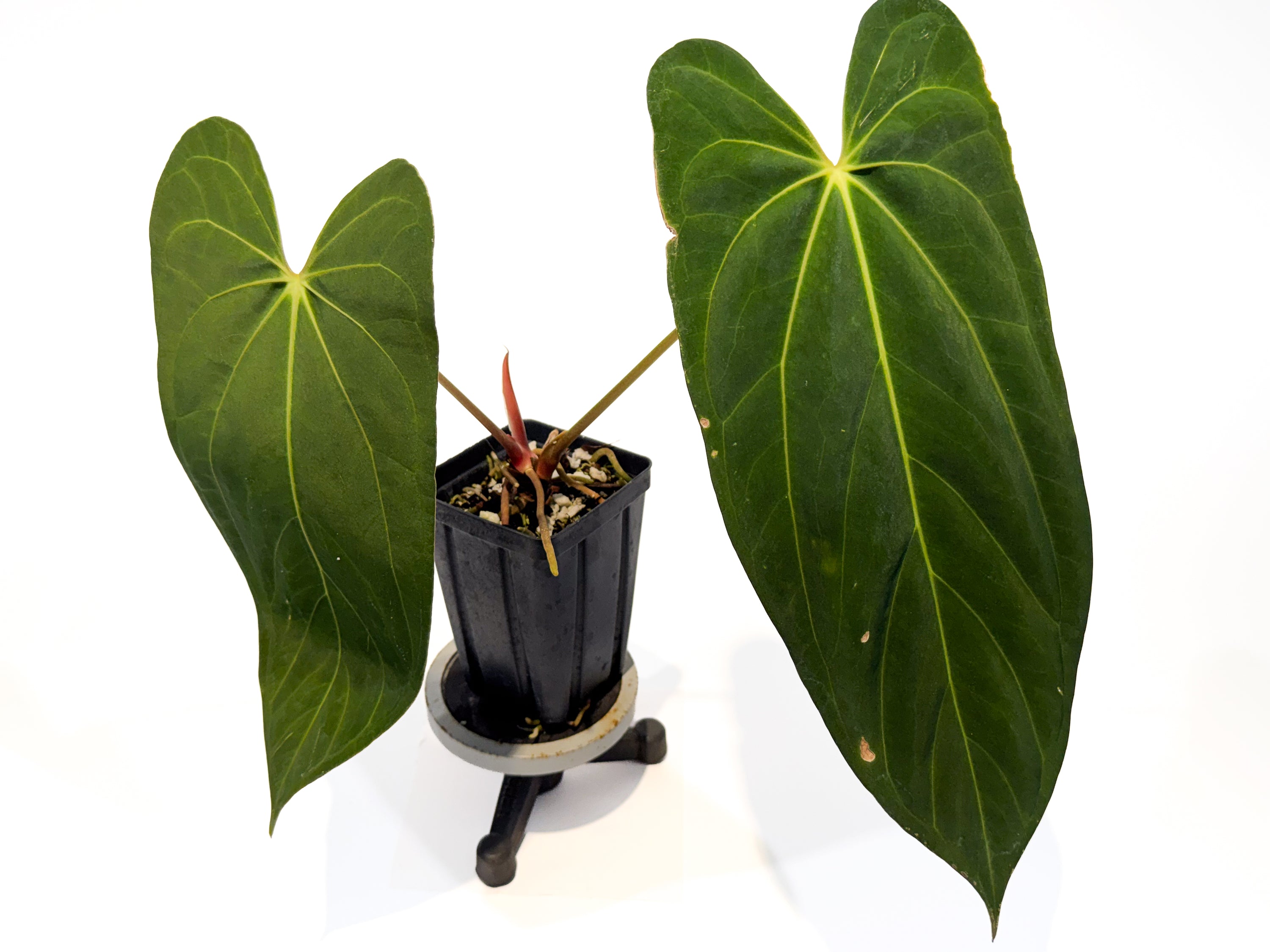 Anthurium 'Rotundatum X' x ('Rotundatum X' / 'Doc Block Purple F2') (CS103)