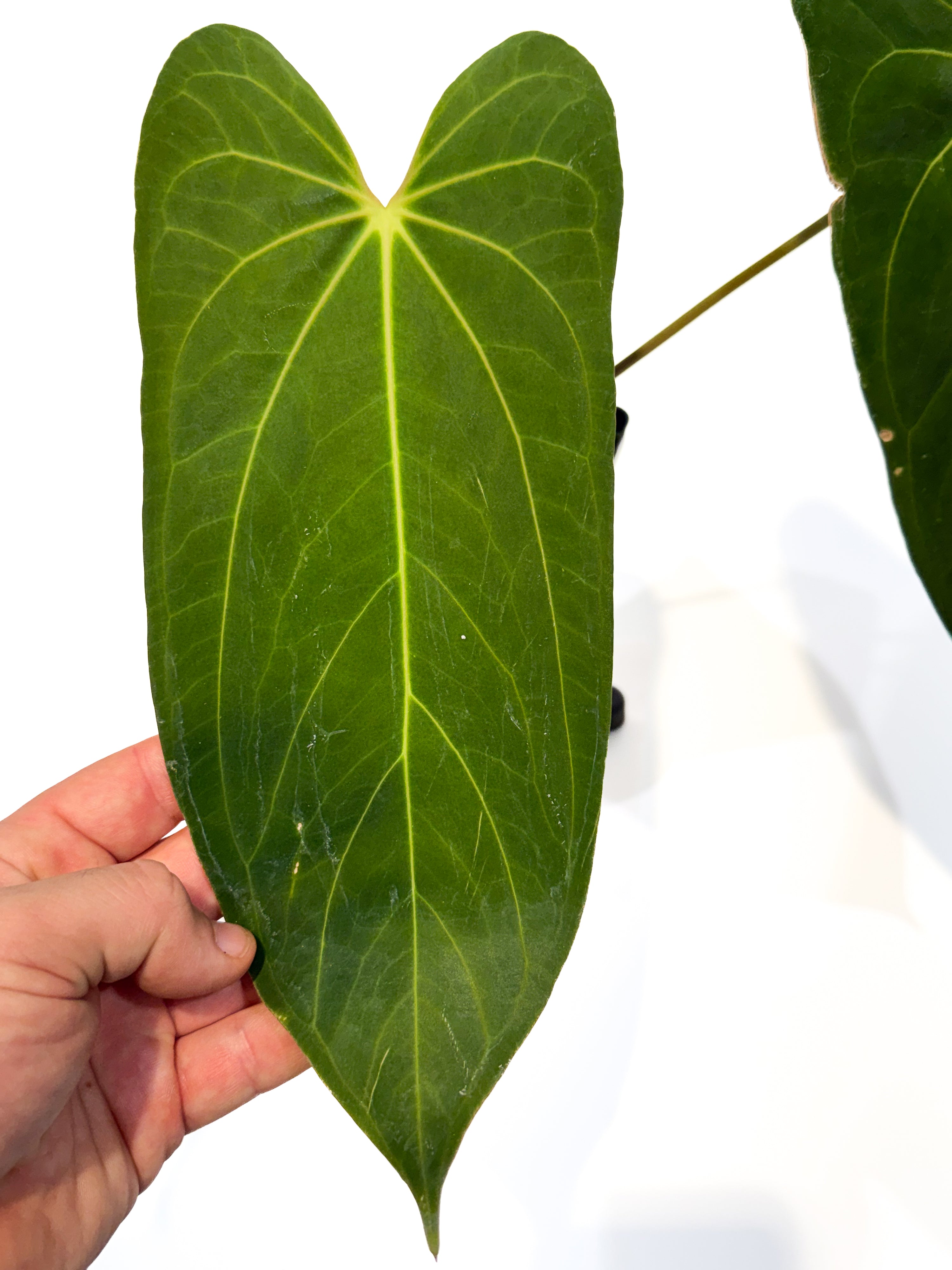 Anthurium 'Rotundatum X' x ('Rotundatum X' / 'Doc Block Purple F2') (CS103)