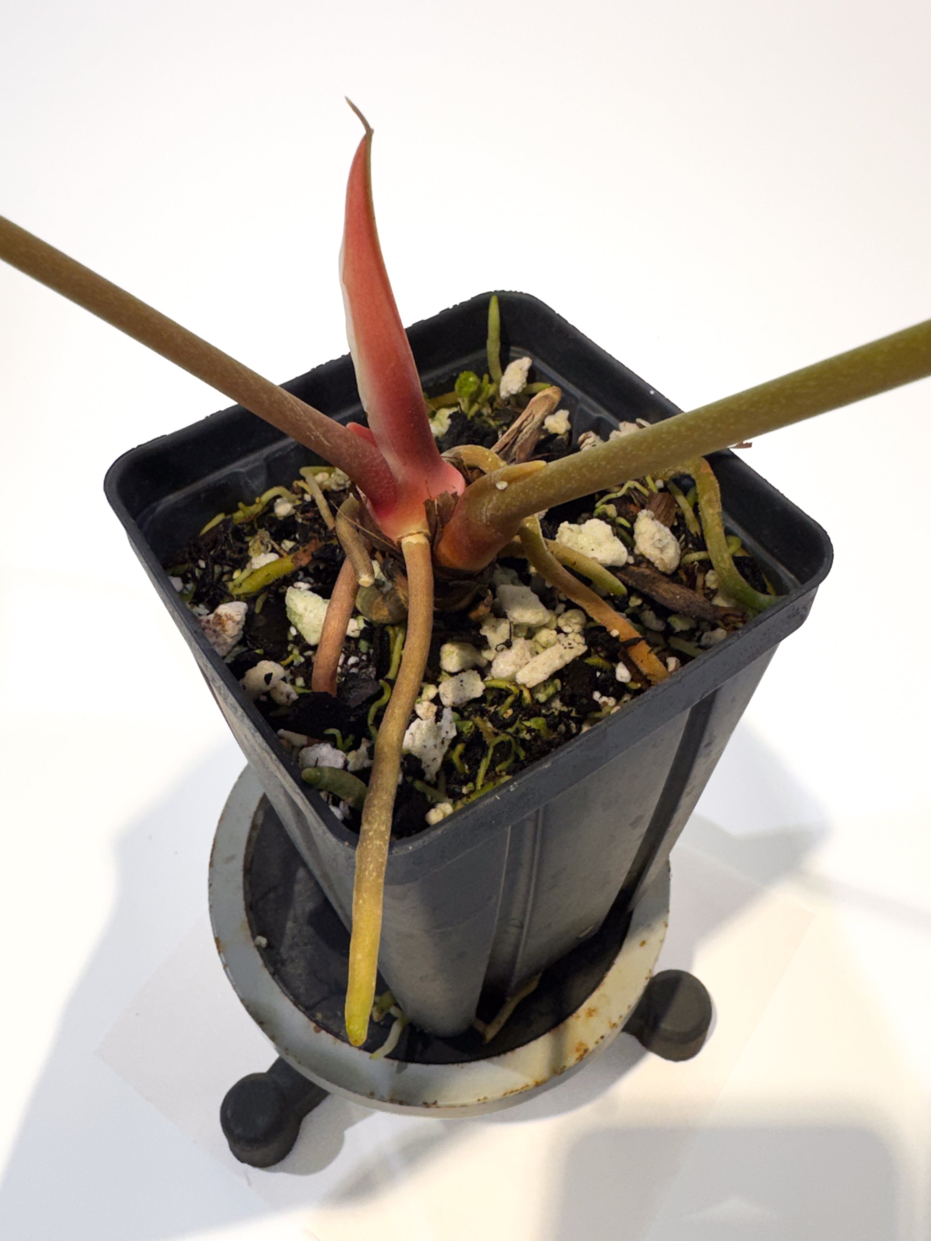 Anthurium 'Rotundatum X' x ('Rotundatum X' / 'Doc Block Purple F2') (CS103)