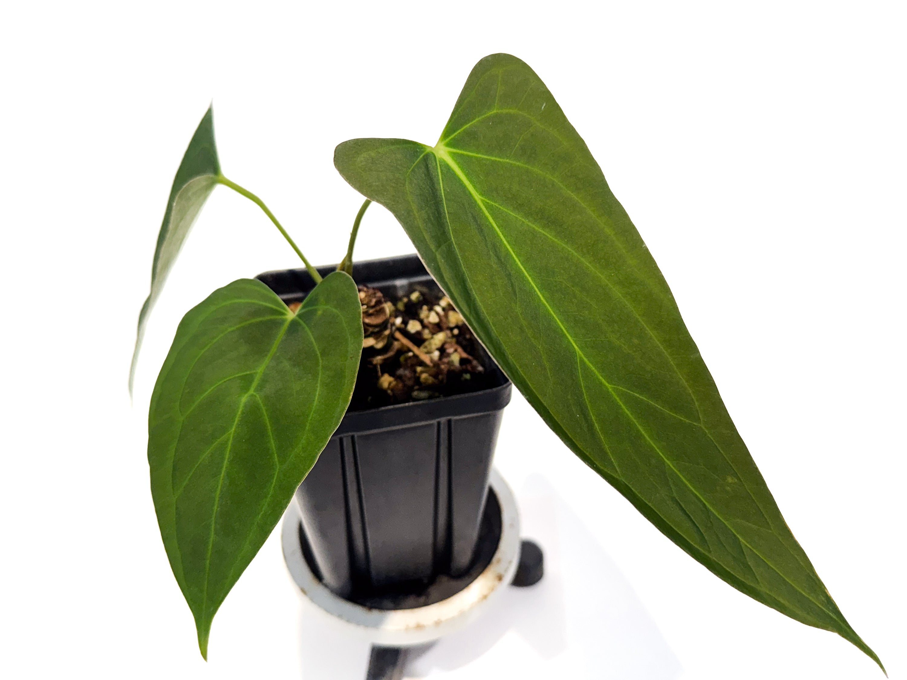 Anthurium 'Rotundatum X' x ('Rotundatum X' / 'Doc Block Purple F2') (CS104)