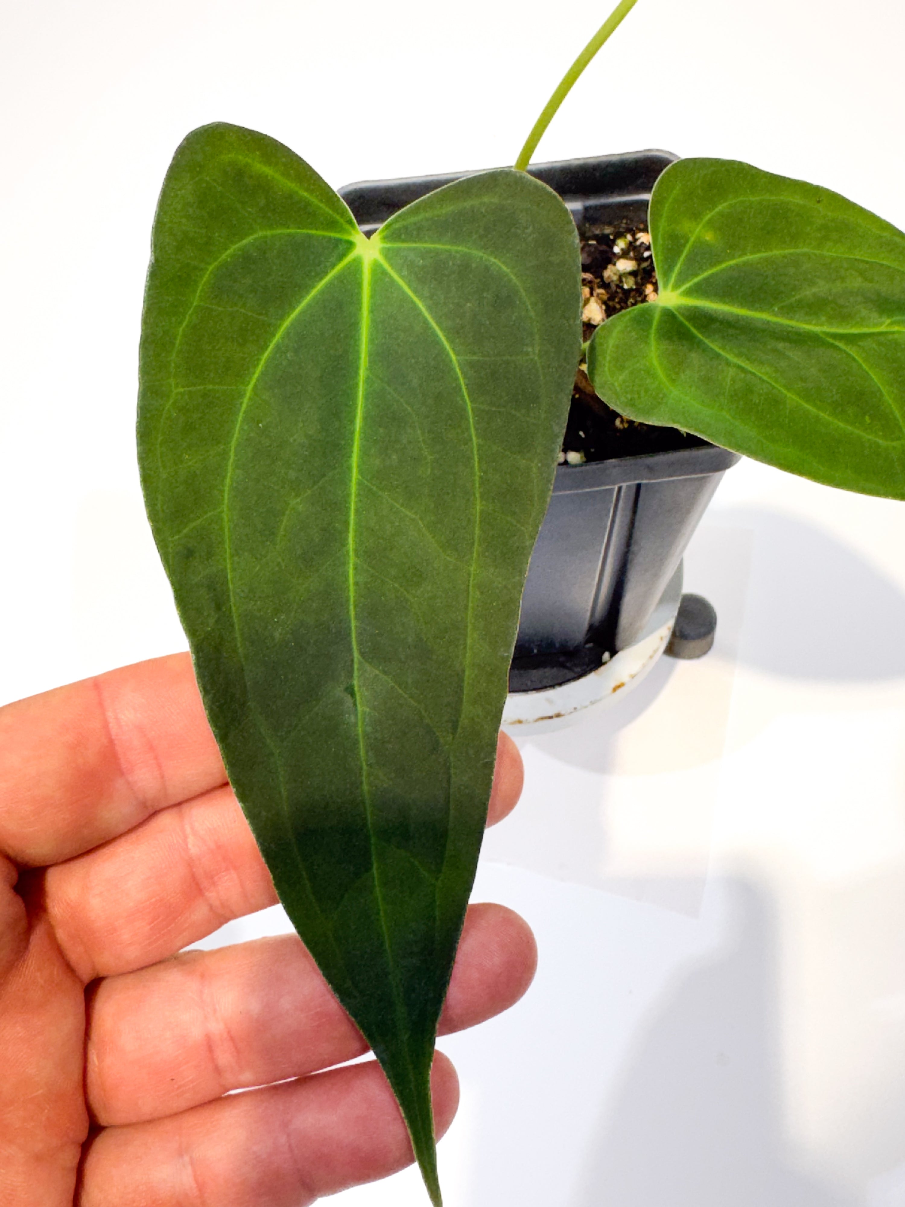 Anthurium 'Rotundatum X' x ('Rotundatum X' / 'Doc Block Purple F2') (CS104)