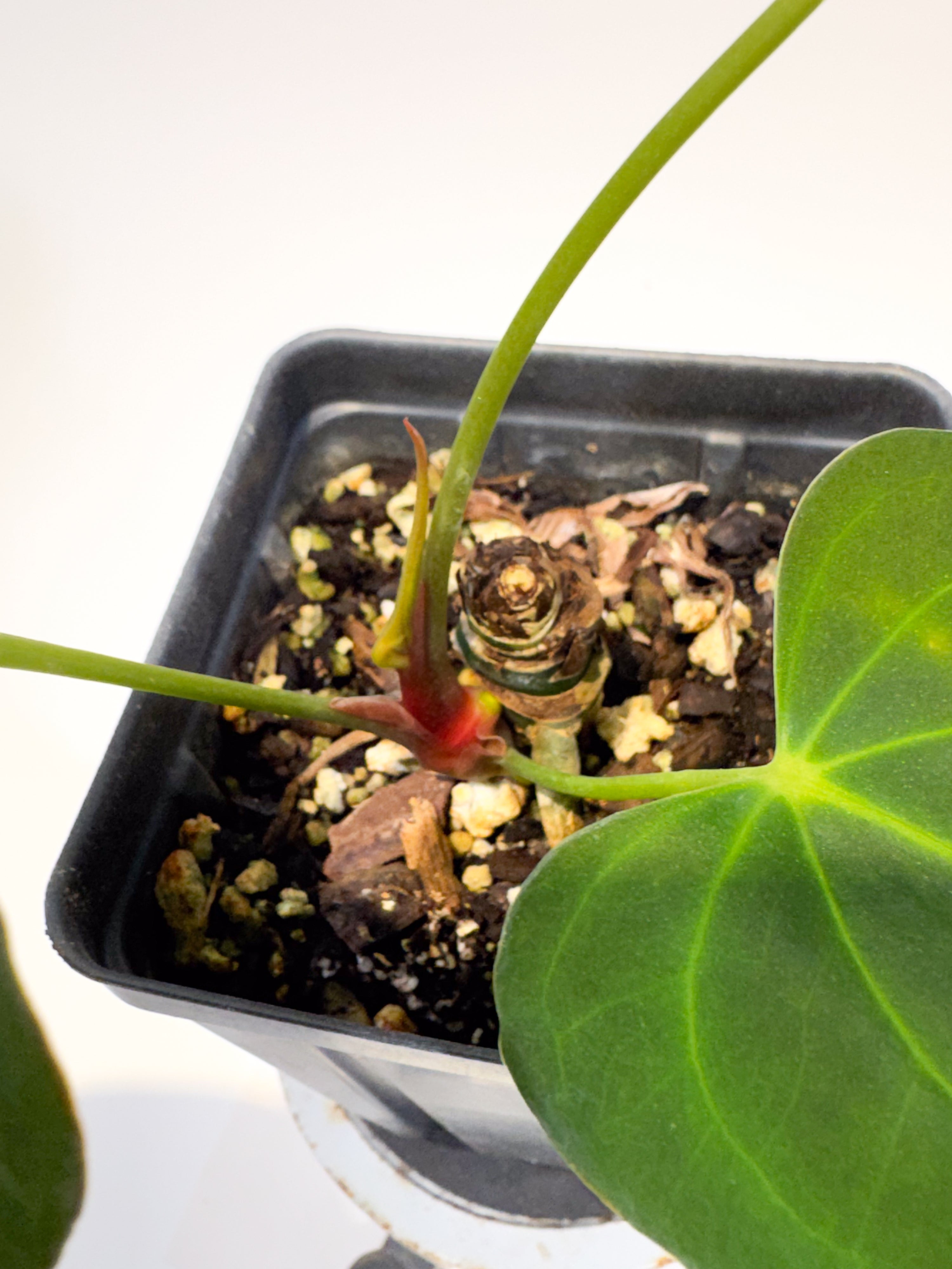 Anthurium 'Rotundatum X' x ('Rotundatum X' / 'Doc Block Purple F2') (CS104)