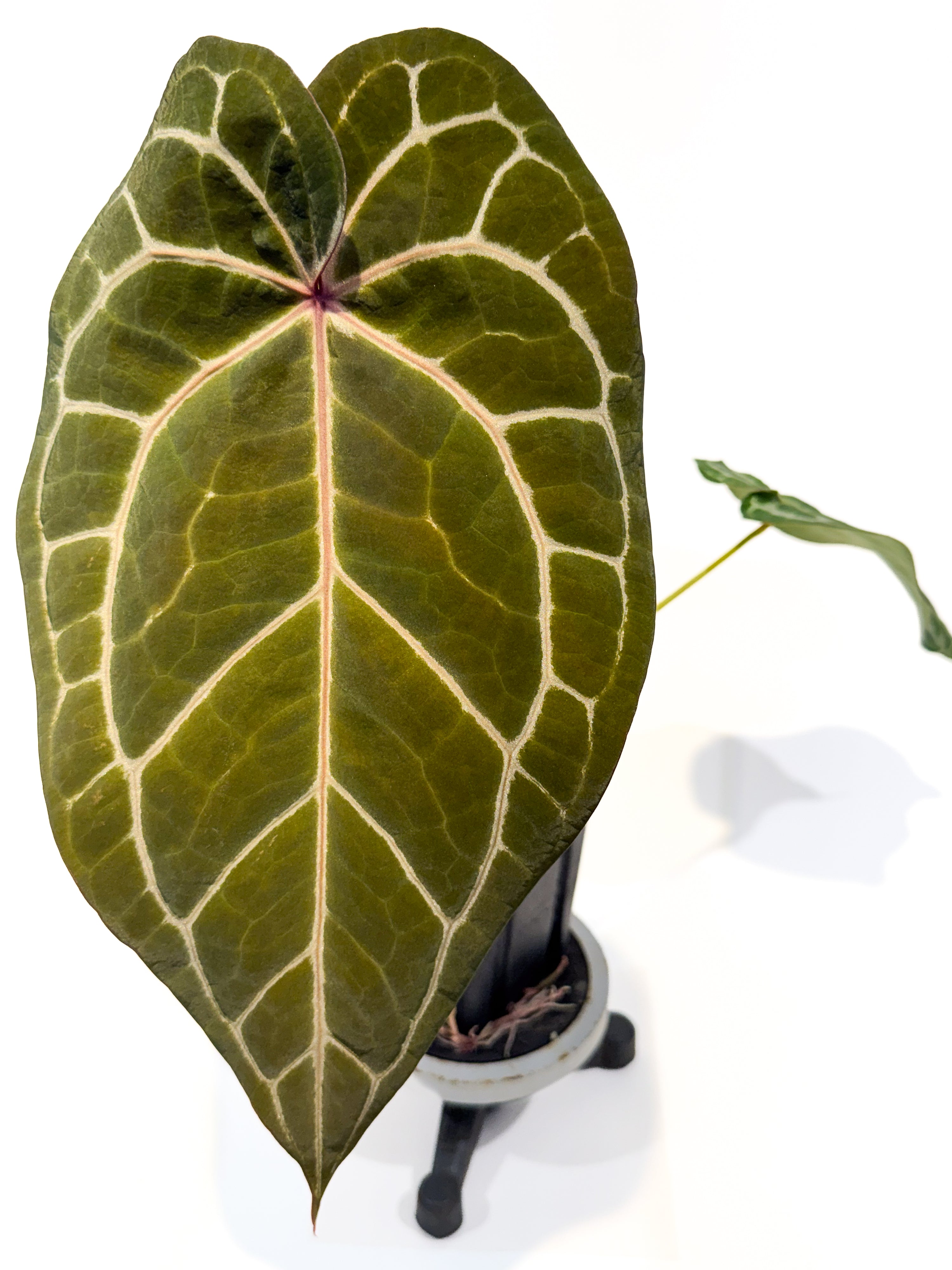 Anthurium ('Doc Block Red F2' / 'Tim Anderson Mag Pap') x 'Doc Block Purple F2' (CS105)