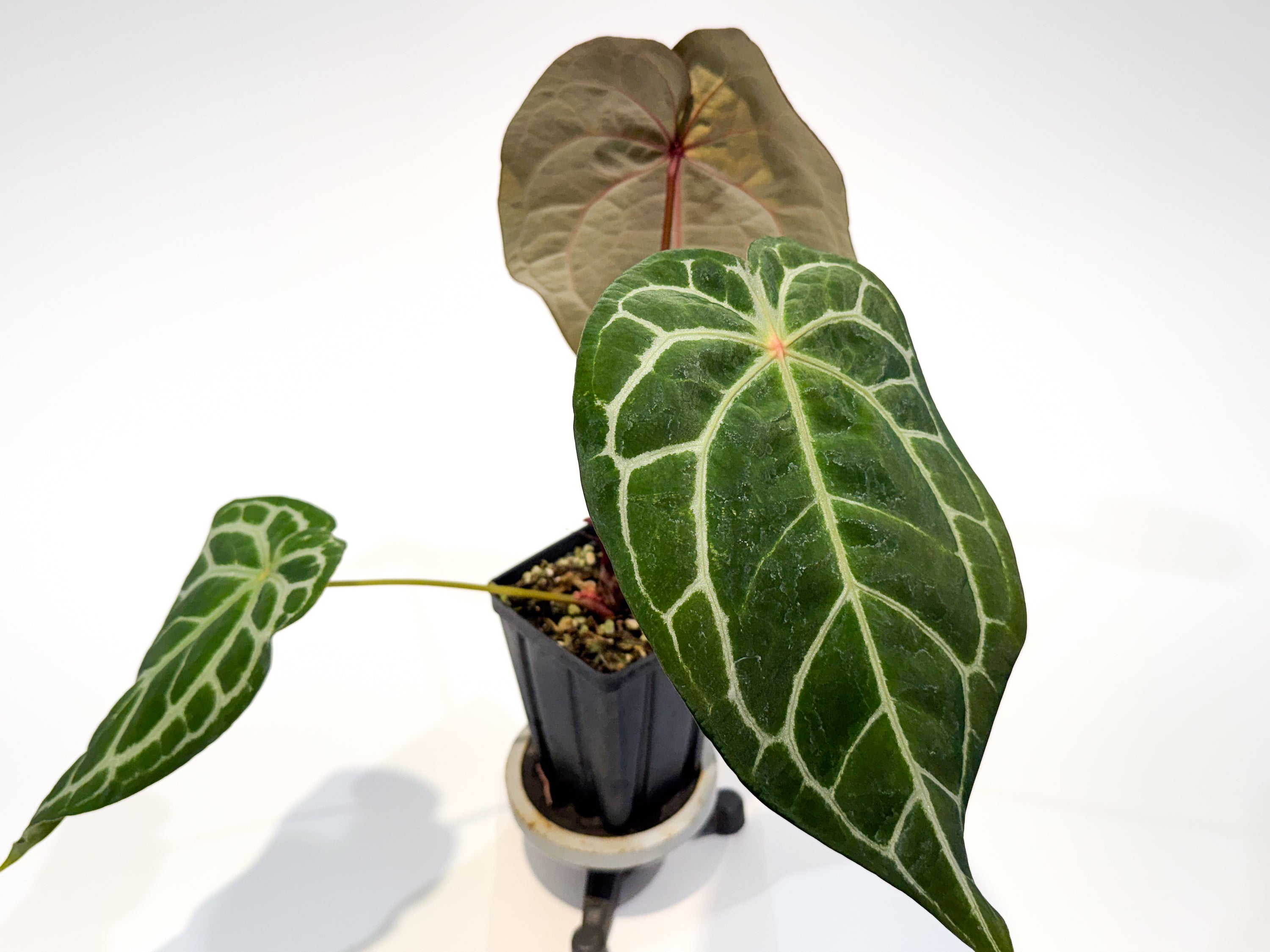 Anthurium ('Doc Block Red F2' / 'Tim Anderson Mag Pap') x 'Doc Block Purple F2' (CS105)