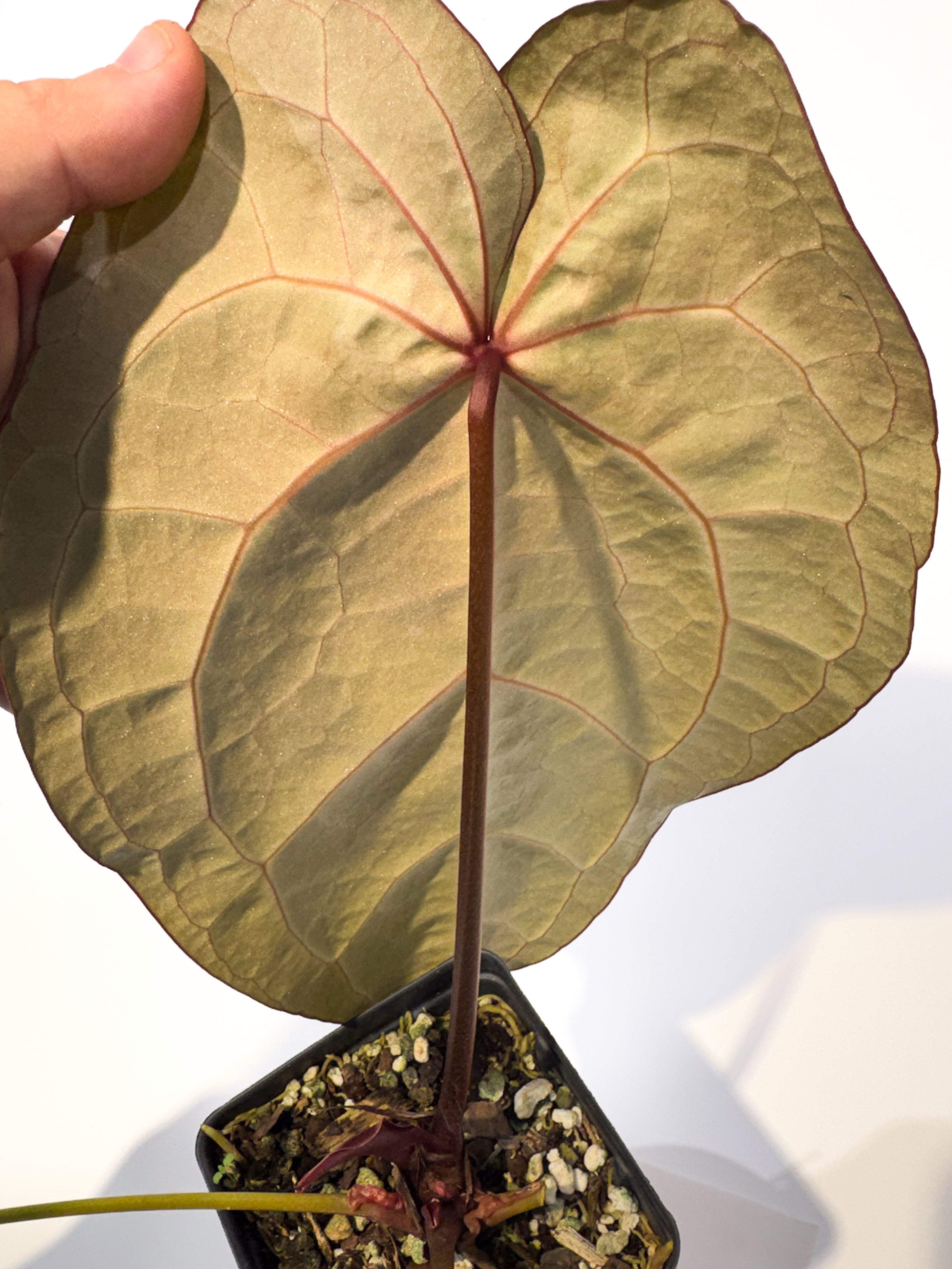 Anthurium ('Doc Block Red F2' / 'Tim Anderson Mag Pap') x 'Doc Block Purple F2' (CS105)
