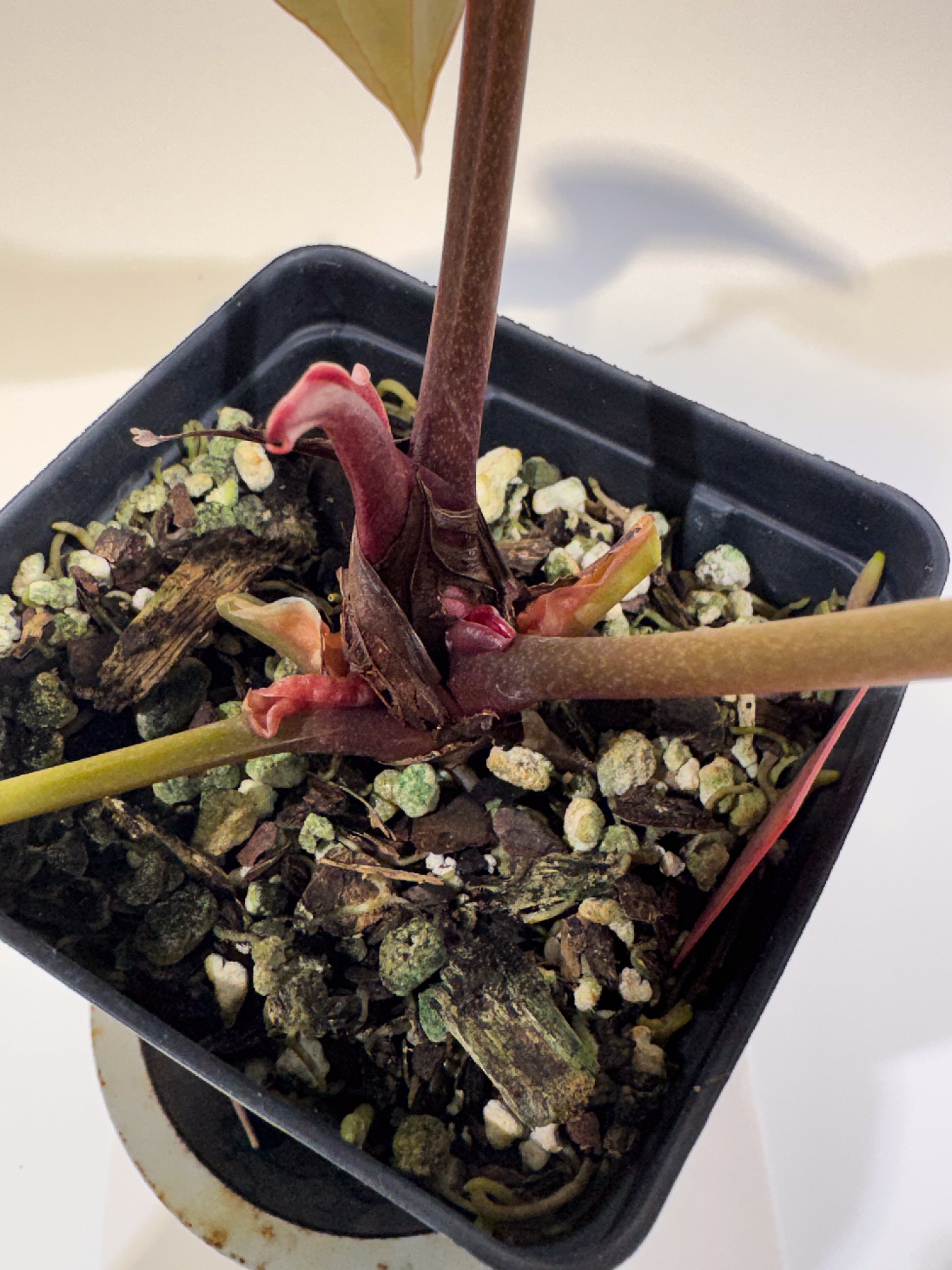 Anthurium ('Doc Block Red F2' / 'Tim Anderson Mag Pap') x 'Doc Block Purple F2' (CS105)