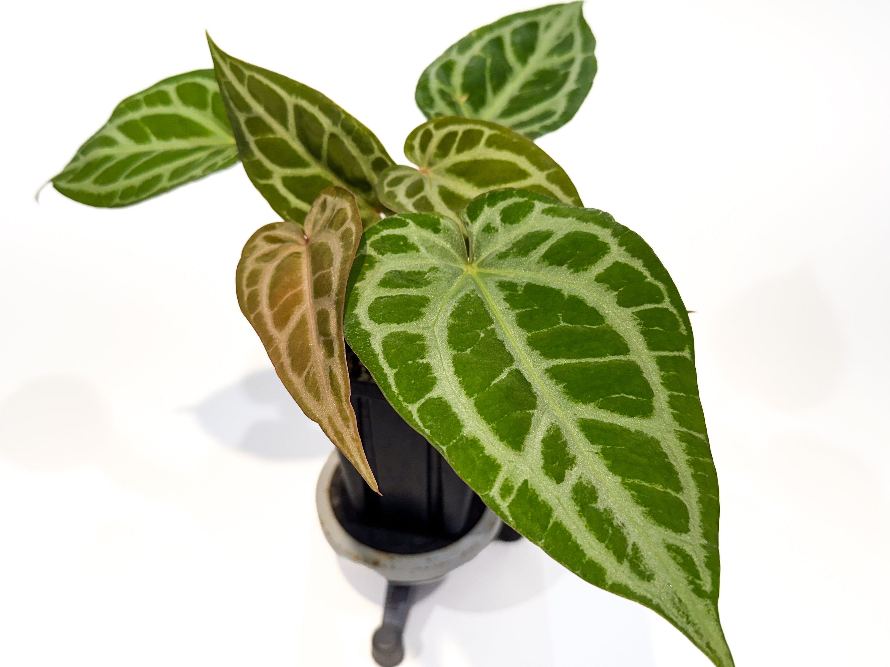 Anthurium 'Doc Block Red F2' x 'Doc Block Purple F2' (CS106)