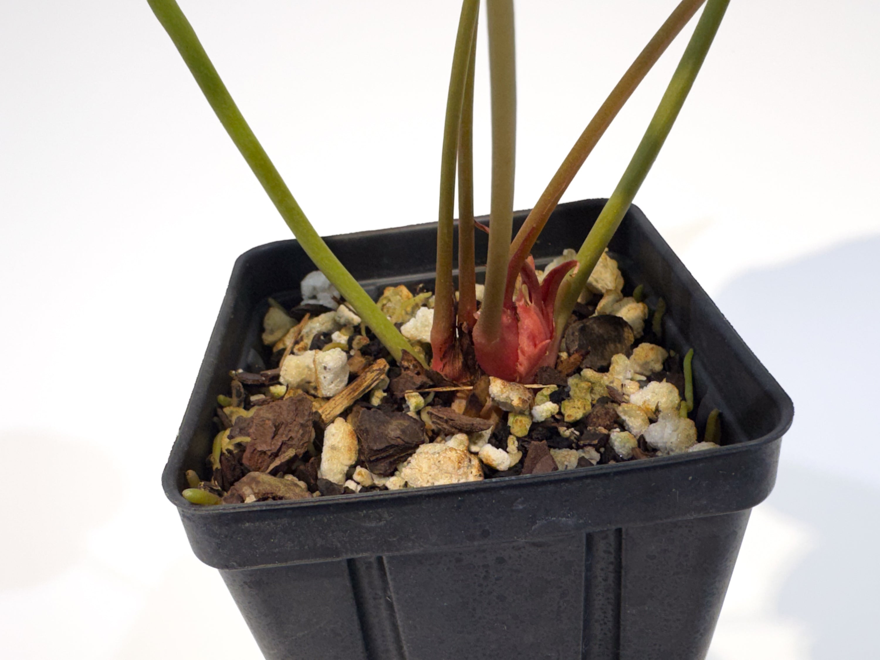 Anthurium 'Doc Block Red F2' x 'Doc Block Purple F2' (CS106)