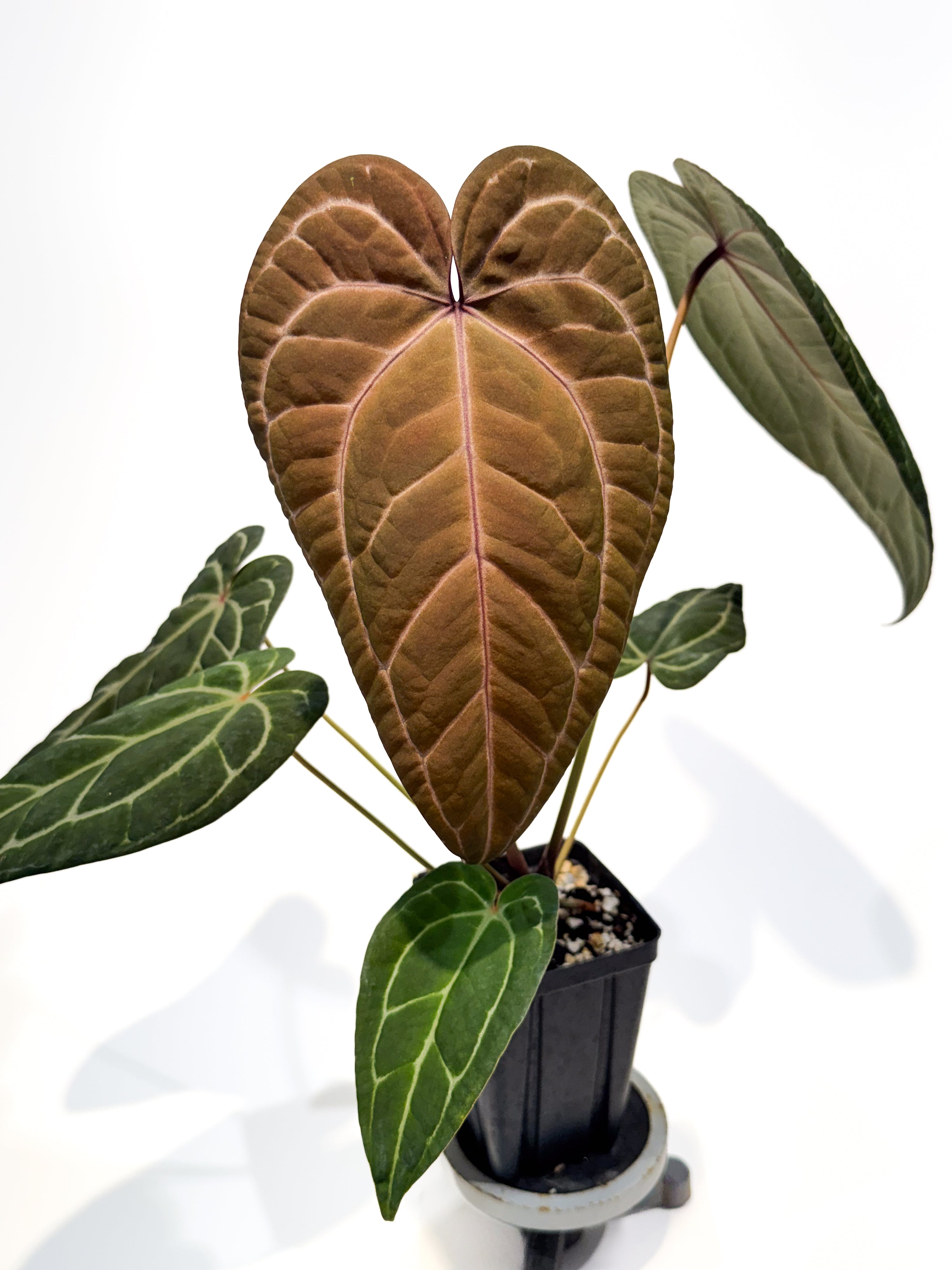Anthurium 'Doc Block Purple F2' x ('Rotundatum X' / 'Doc Block Purple F2 #2') (CS107)